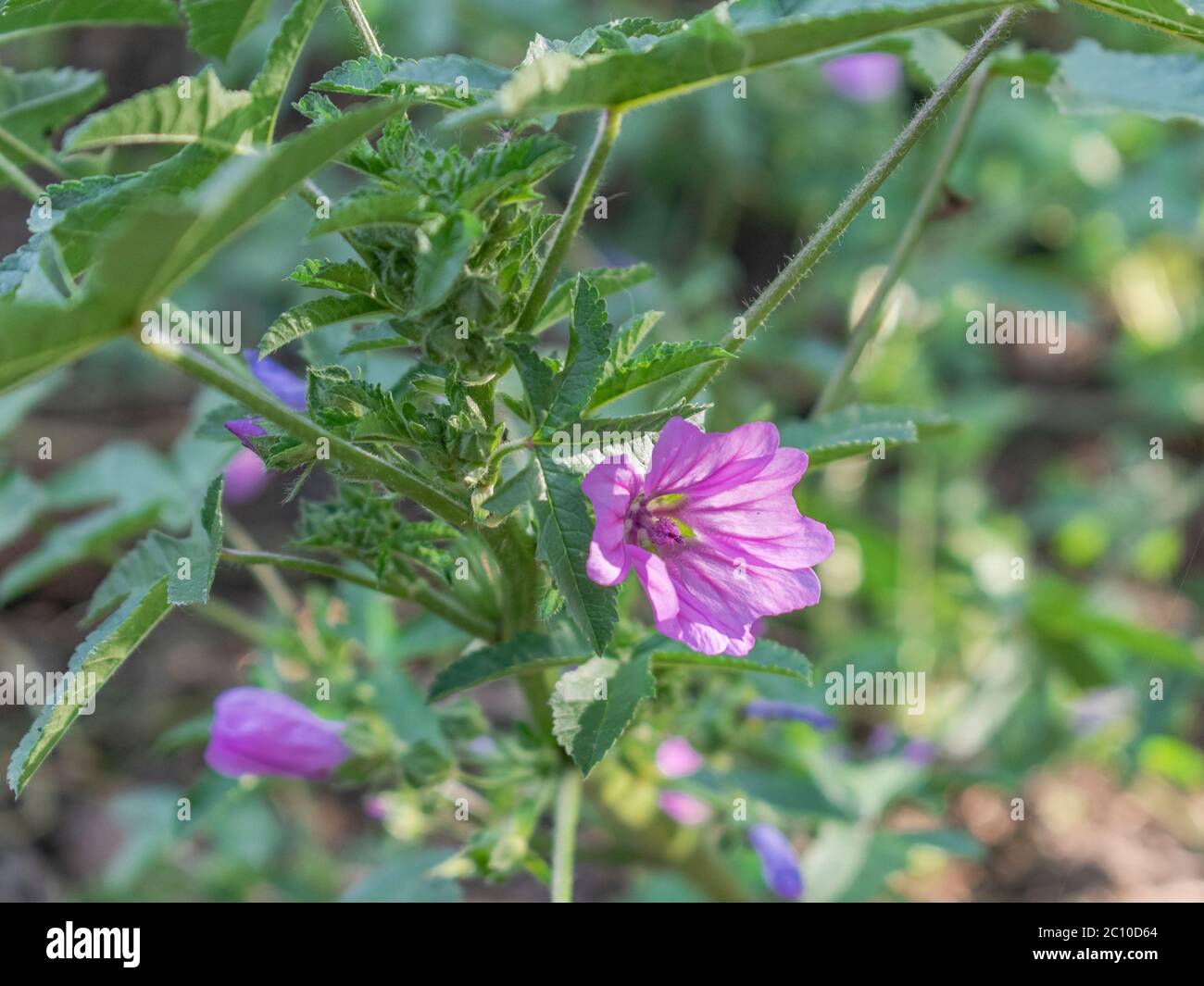 Mauve commune, Malva sylvestris Banque D'Images