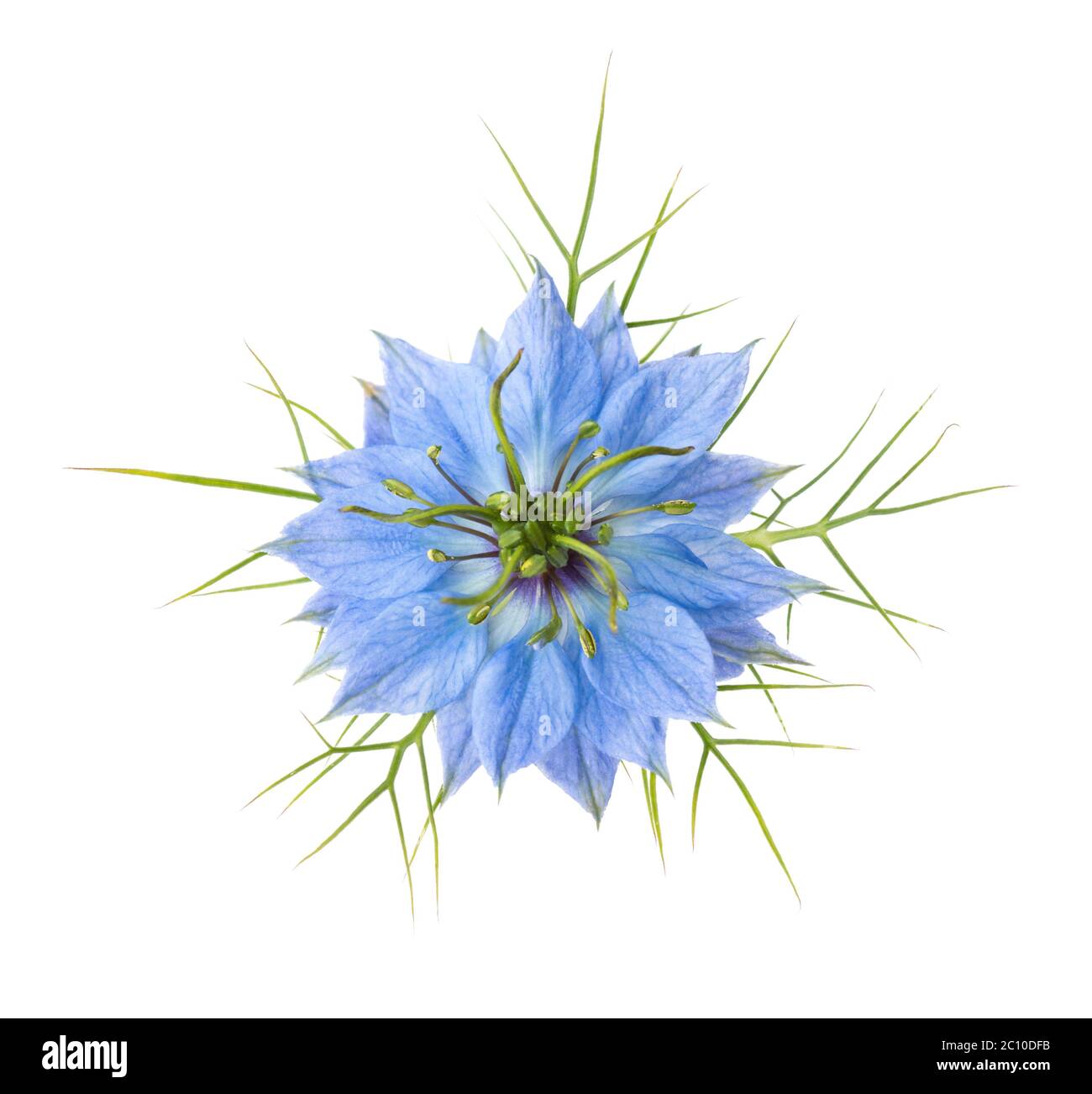 Fleur de Nigella Damascena isolée sur fond blanc. Gros plan. Banque D'Images