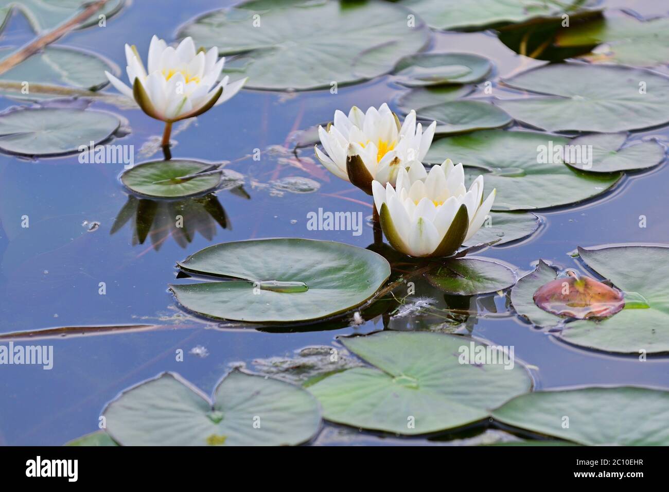 Vienne, Autriche. Parc aquatique Floridsdorfer à Vienne. Nénuphars (Nymphaea alba). Banque D'Images