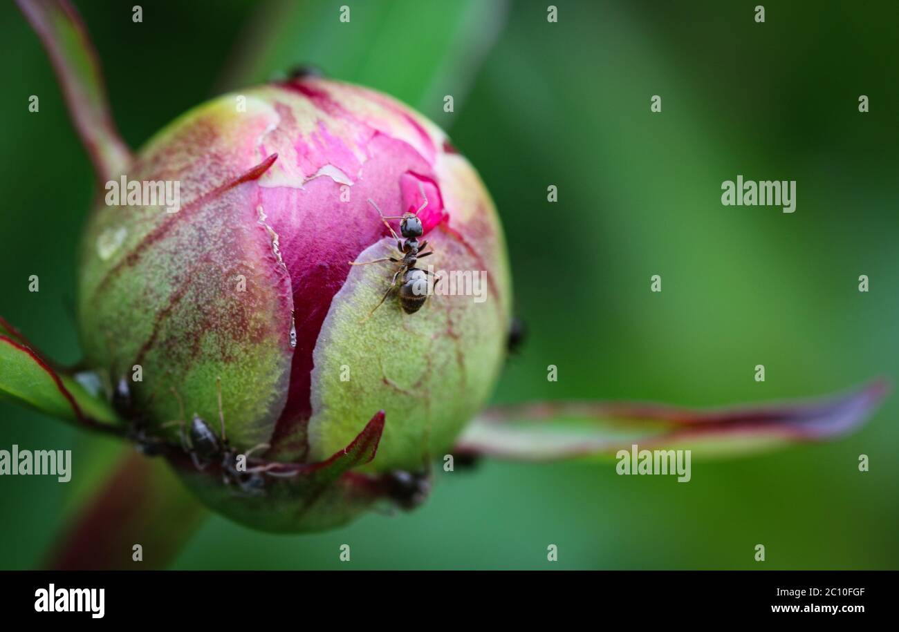 Gros plan de la petite tête de fleur de pivoine magenta non ouverte avec fourmis Banque D'Images