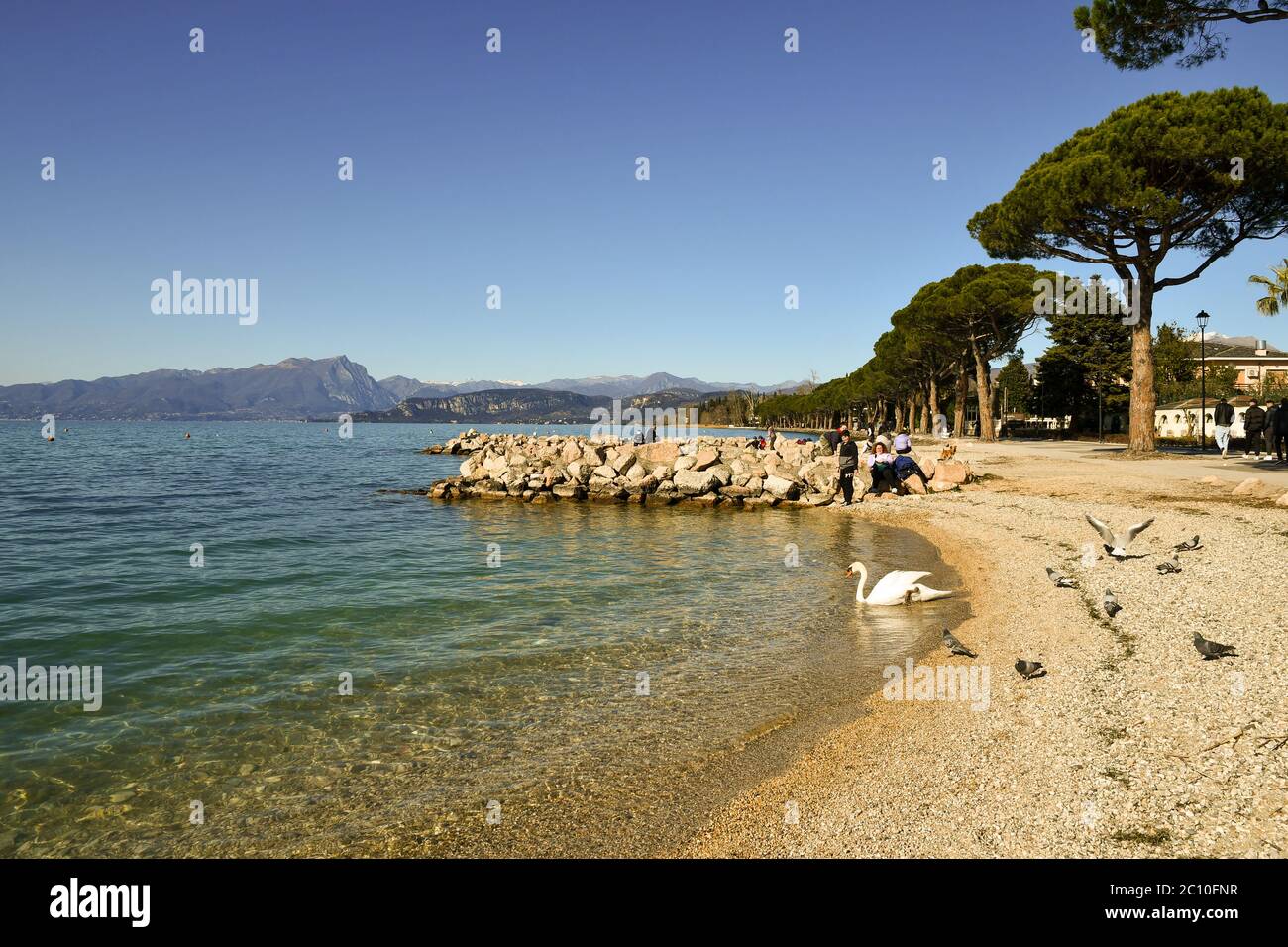 Un cygne au bord de l'eau de la plage de sable sur les rives du lac de Garde avec la côte montagneuse en arrière-plan, Lazise, Vérone, Vénétie, Italie Banque D'Images