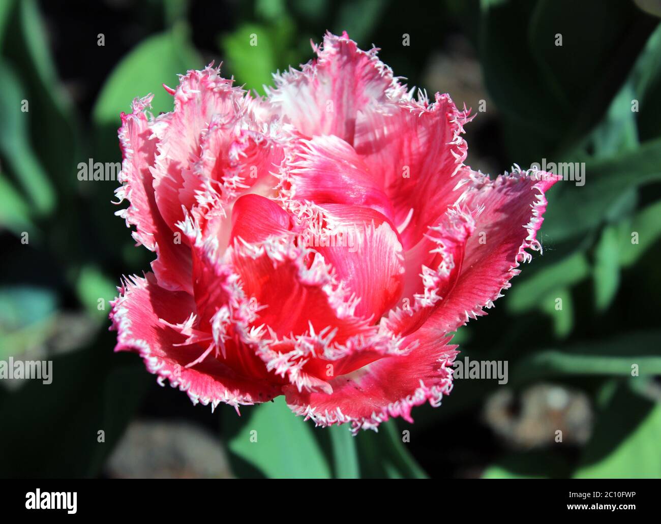 Tulipes rouges avec bords double sur les pétales Banque D'Images