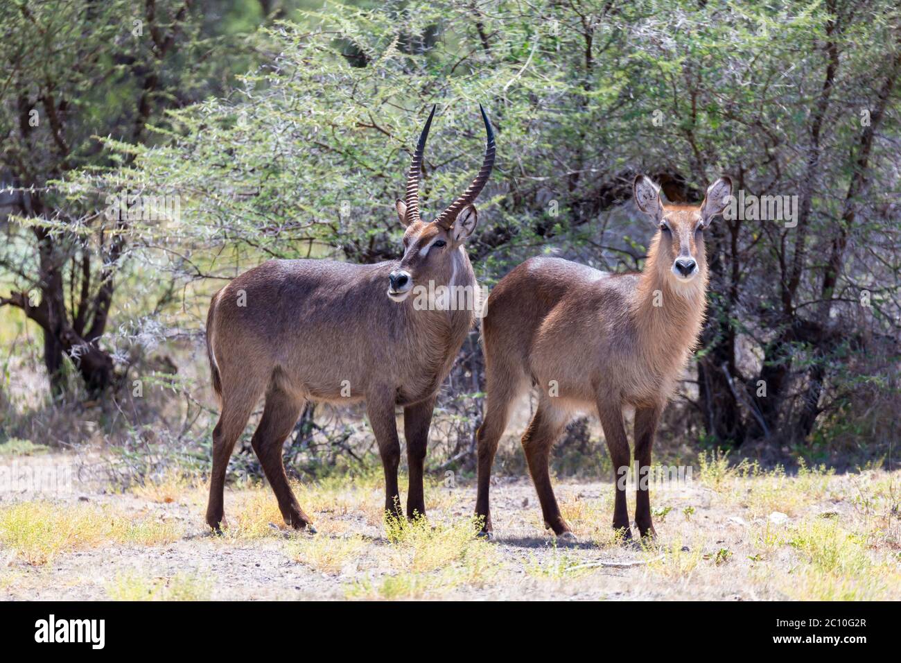 Antilope au milieu de la savane du Kenya Banque D'Images