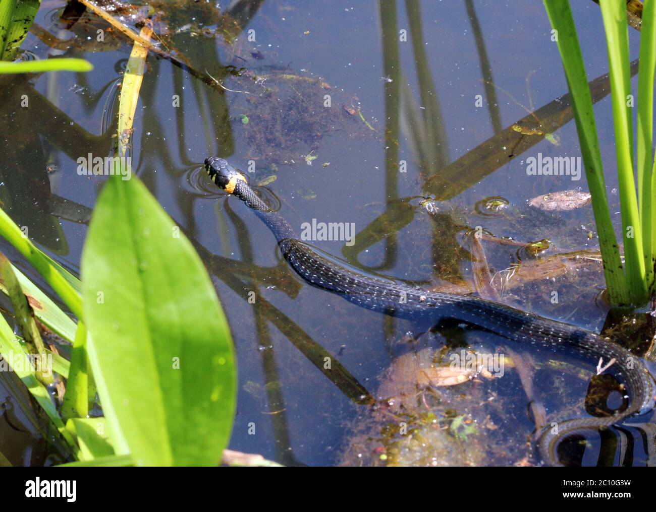 Natrix Natriks, serpent noir, flotte sur une eau Banque D'Images