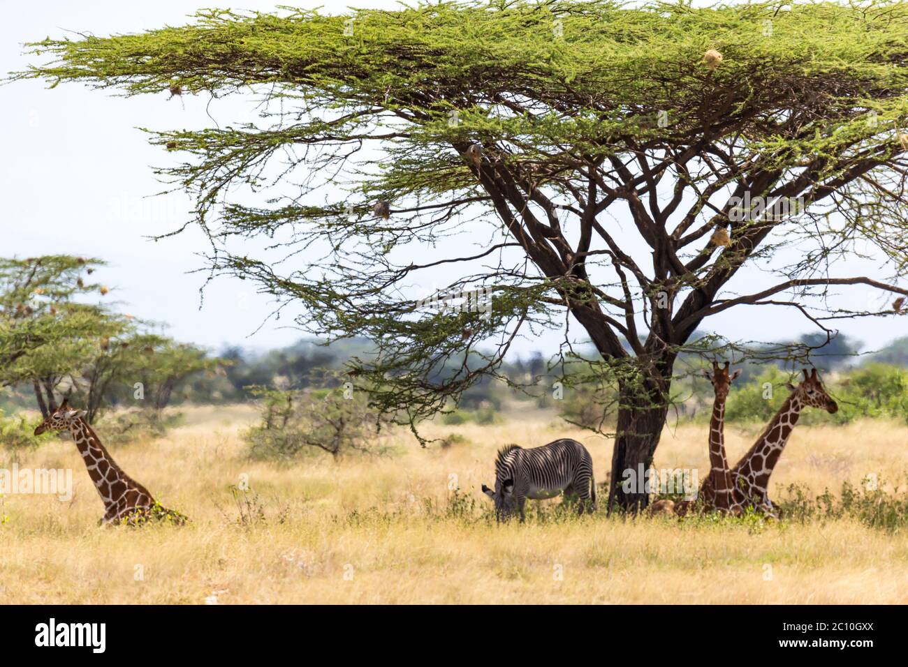 Les girafes et un zébré de sauce sous la couronne d'un arbre ombragé Banque D'Images