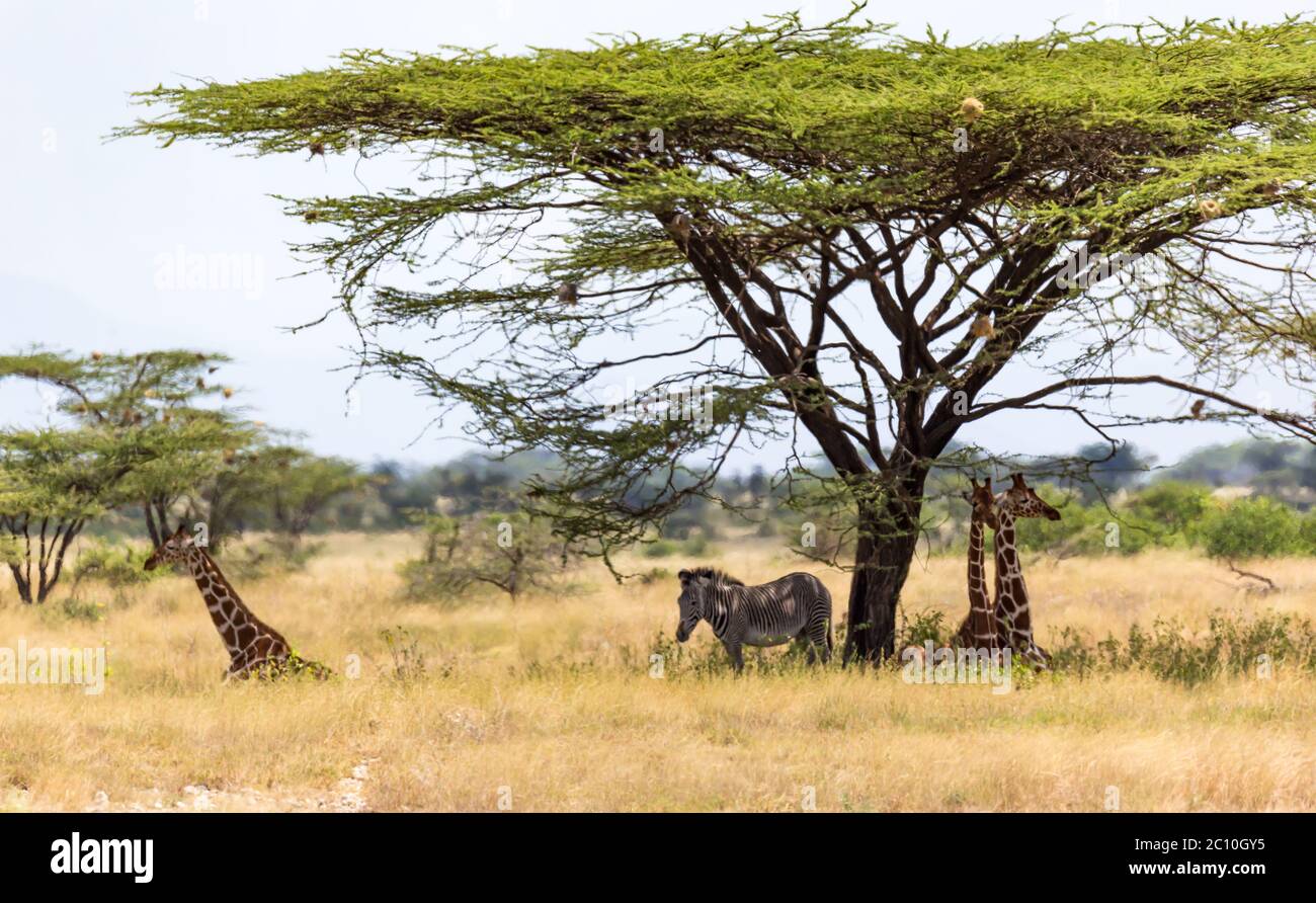 Les girafes et un zébré de sauce sous la couronne d'un arbre ombragé Banque D'Images