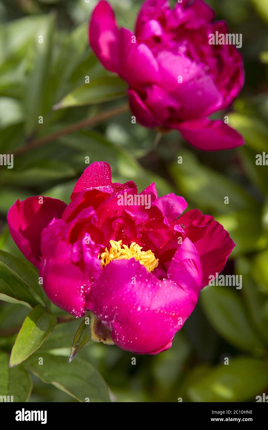 Pivoines roses sur fond vert. Banque D'Images