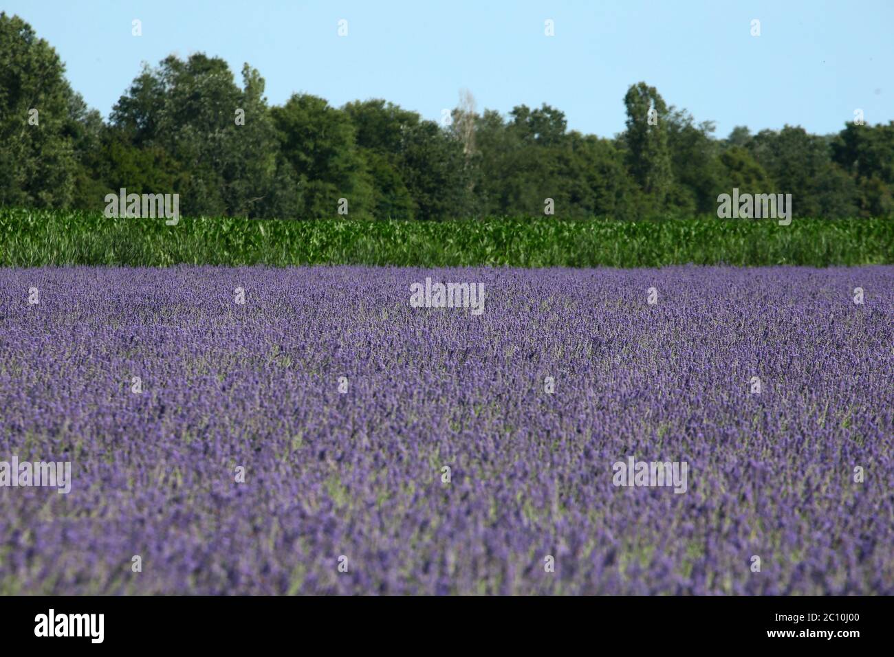 La lavande du delta de Porto Tolle a atteint sa première floraison, prévue pour 2021. Trois hectares de terre cultivent Banque D'Images