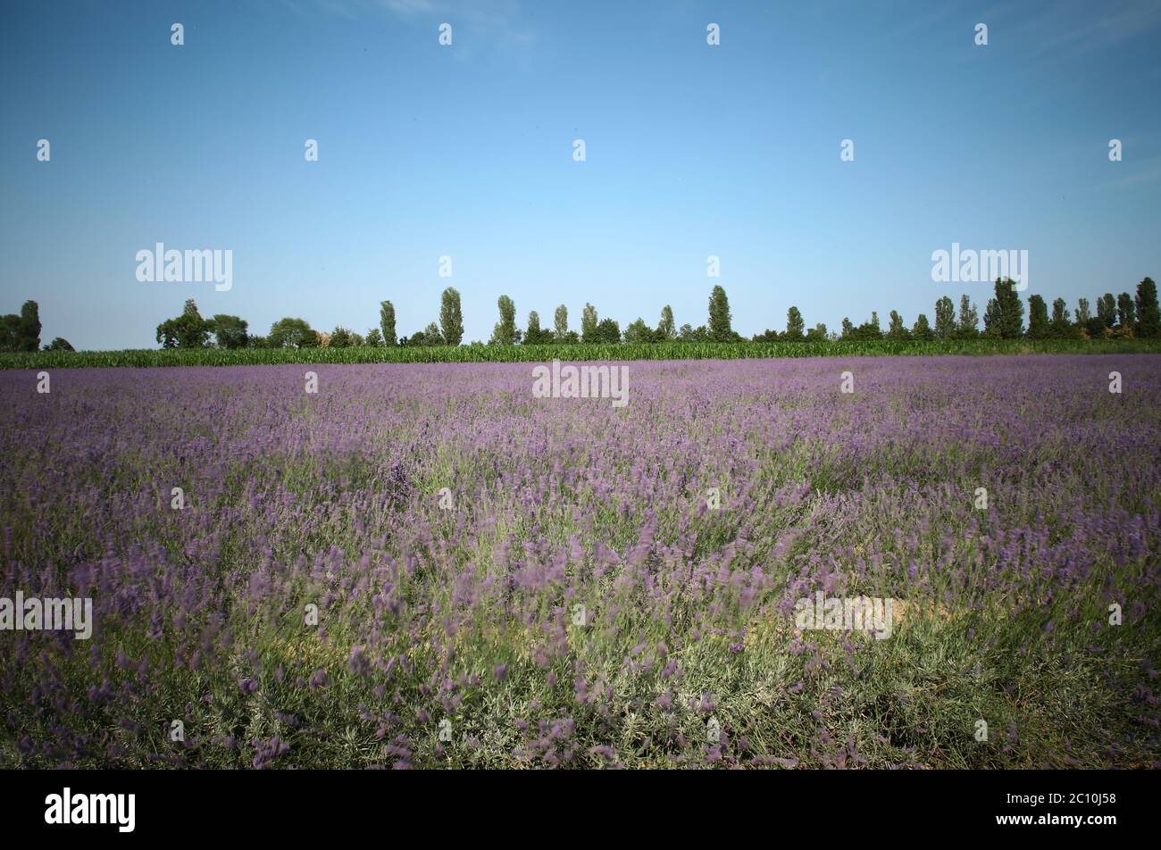 La lavande du delta de Porto Tolle a atteint sa première floraison, prévue pour 2021. Trois hectares de terre cultivent Banque D'Images