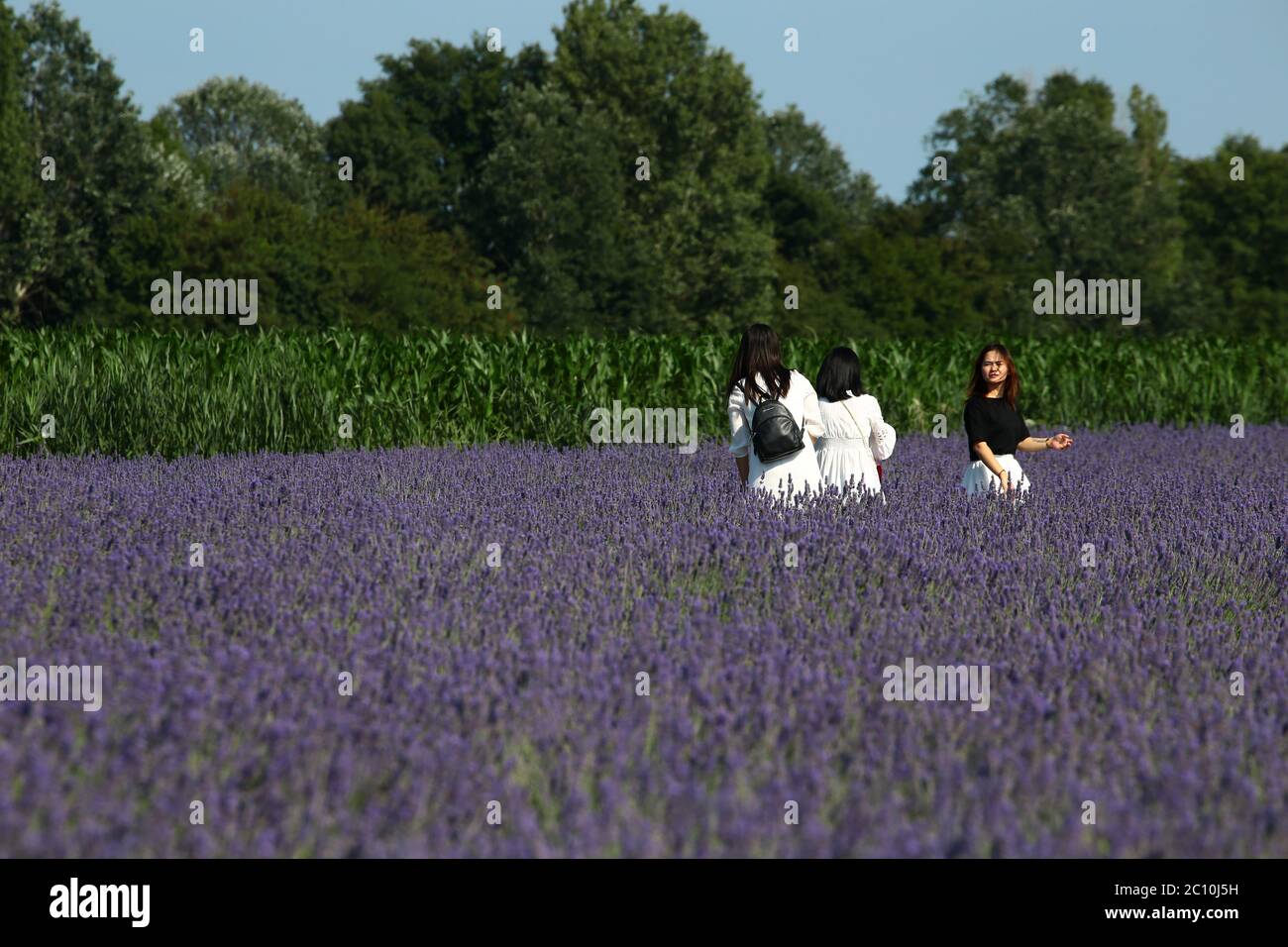 La lavande du delta de Porto Tolle a atteint sa première floraison, prévue pour 2021. Trois hectares de terre cultivent Banque D'Images