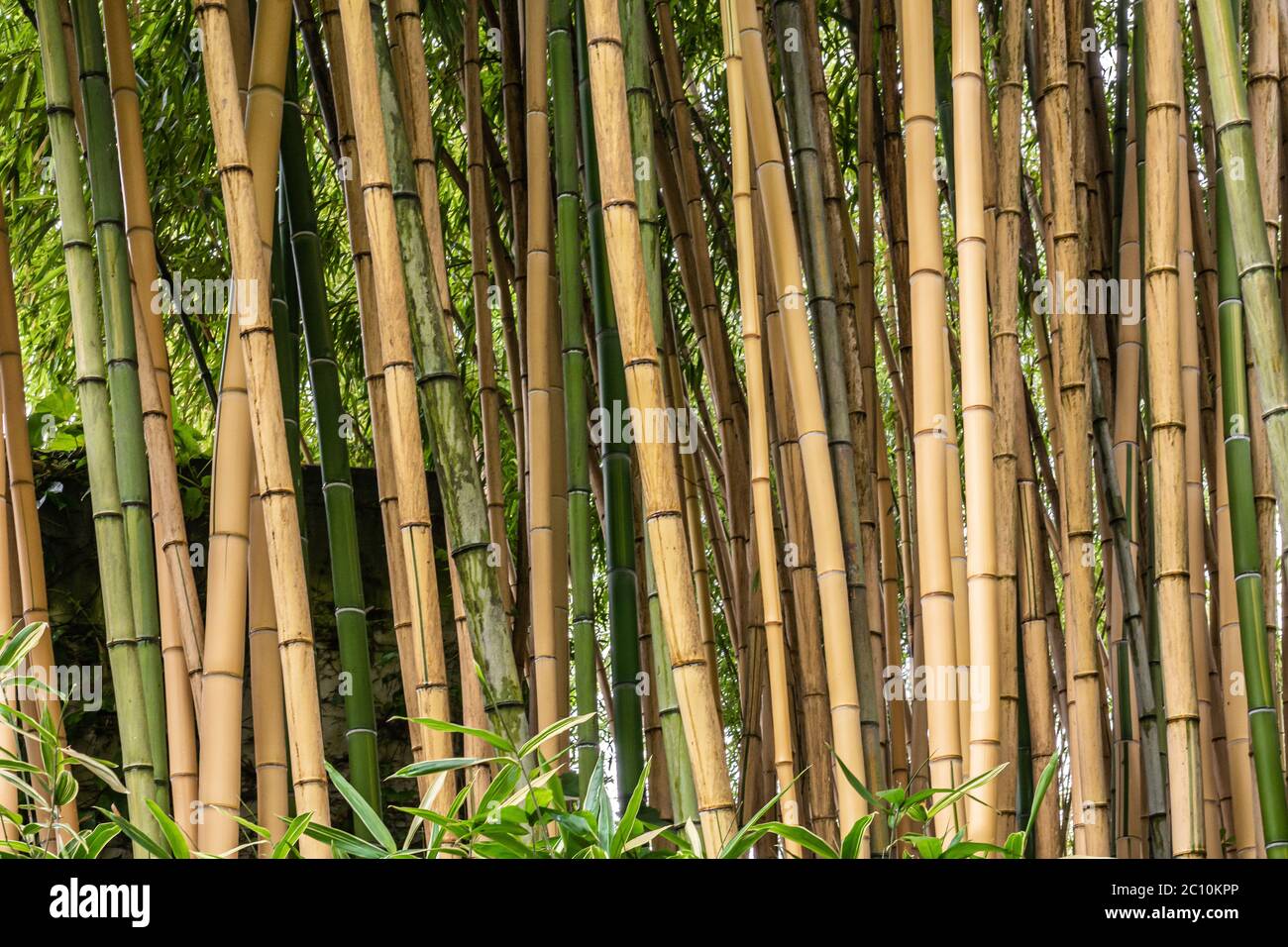 Haie De Bambou Banque D Image Et Photos Alamy