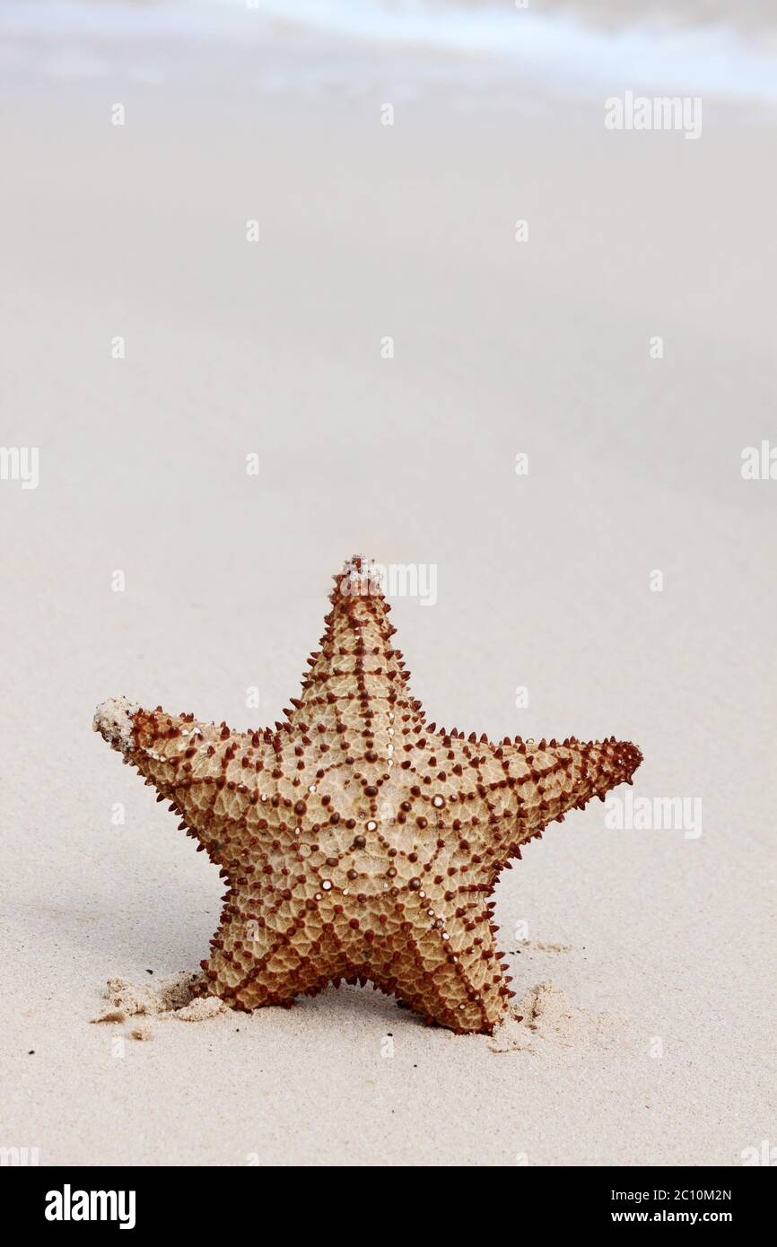 Starfish sur une plage de sable. Banque D'Images