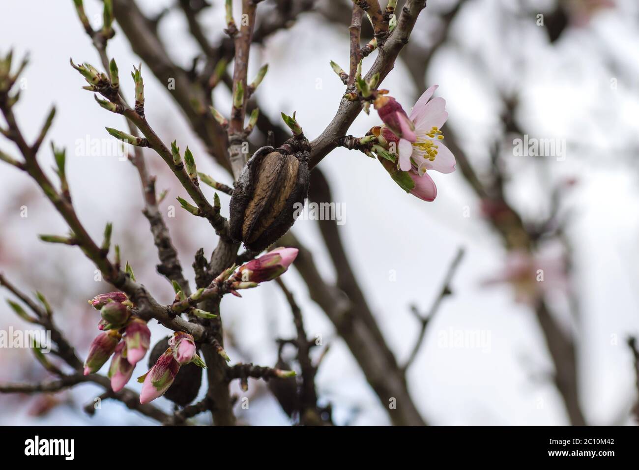 Détail de l'arbre prunus dulcis en fleur avec des fleurs et des noix roses Banque D'Images