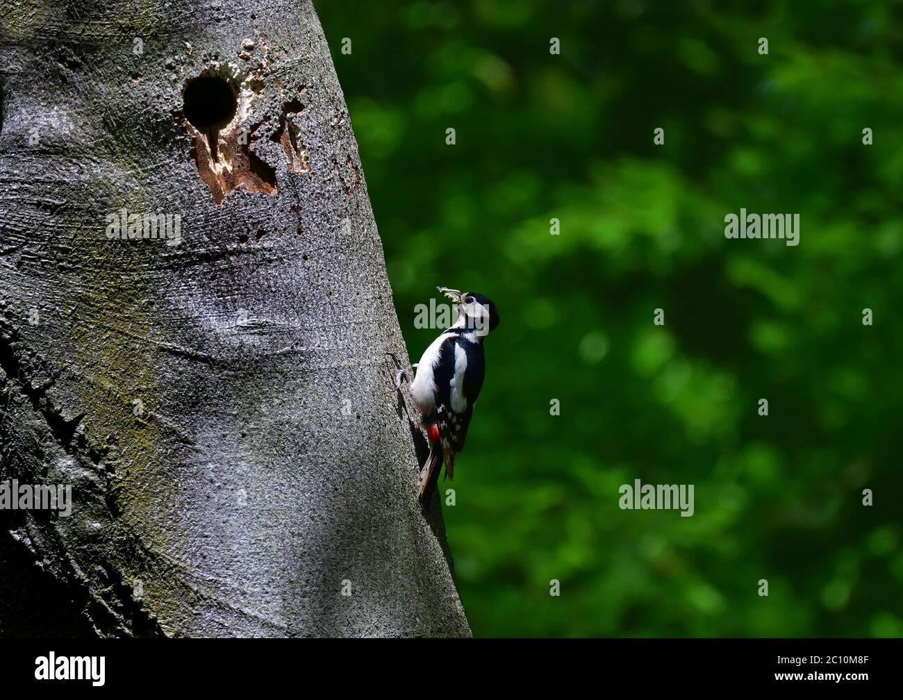 Grand pic tacheté, Dendrocopos Major, sur le tronc d'arbre sous le trou, lancashire, Royaume-Uni Banque D'Images