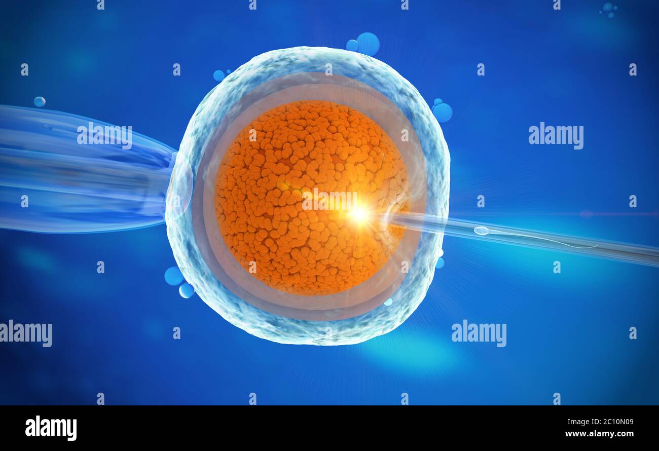 3d illustration colorée d'une fécondation in vitro d'un ovule Banque D'Images