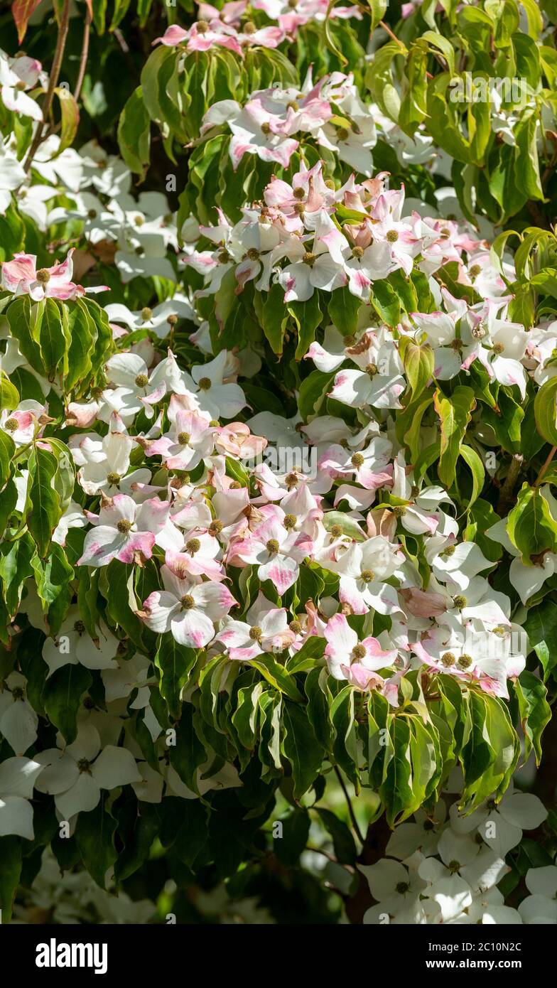 Angleterre, Royaume-Uni. Juin 2020. Début de l'été dans un jardin de campagne anglais un arbre de montagne en pleine fleur avec des briques changeant de couleur Banque D'Images