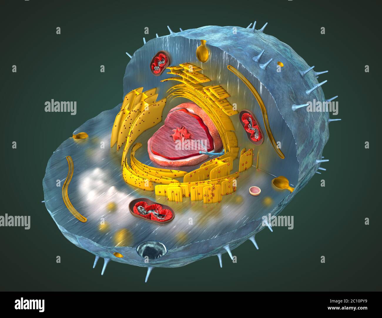 Scientifiquement correctes 3d illustration de la structure interne d'une cellule humaine, cut-away Banque D'Images