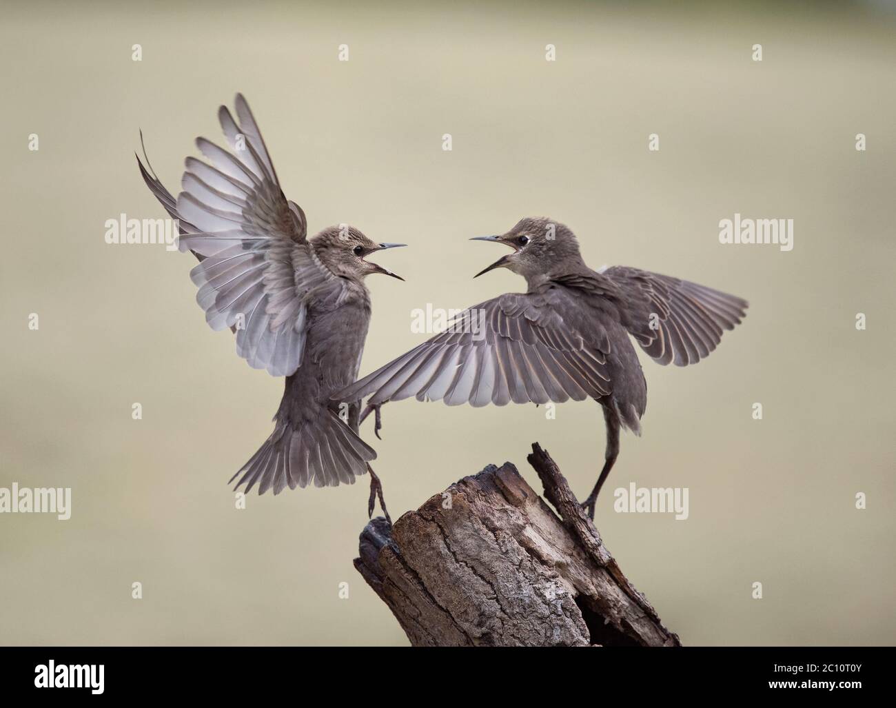 Deux jeunes, les Étourneaux Sturnus vulgaris, de se quereller, Lancashire, UK Banque D'Images