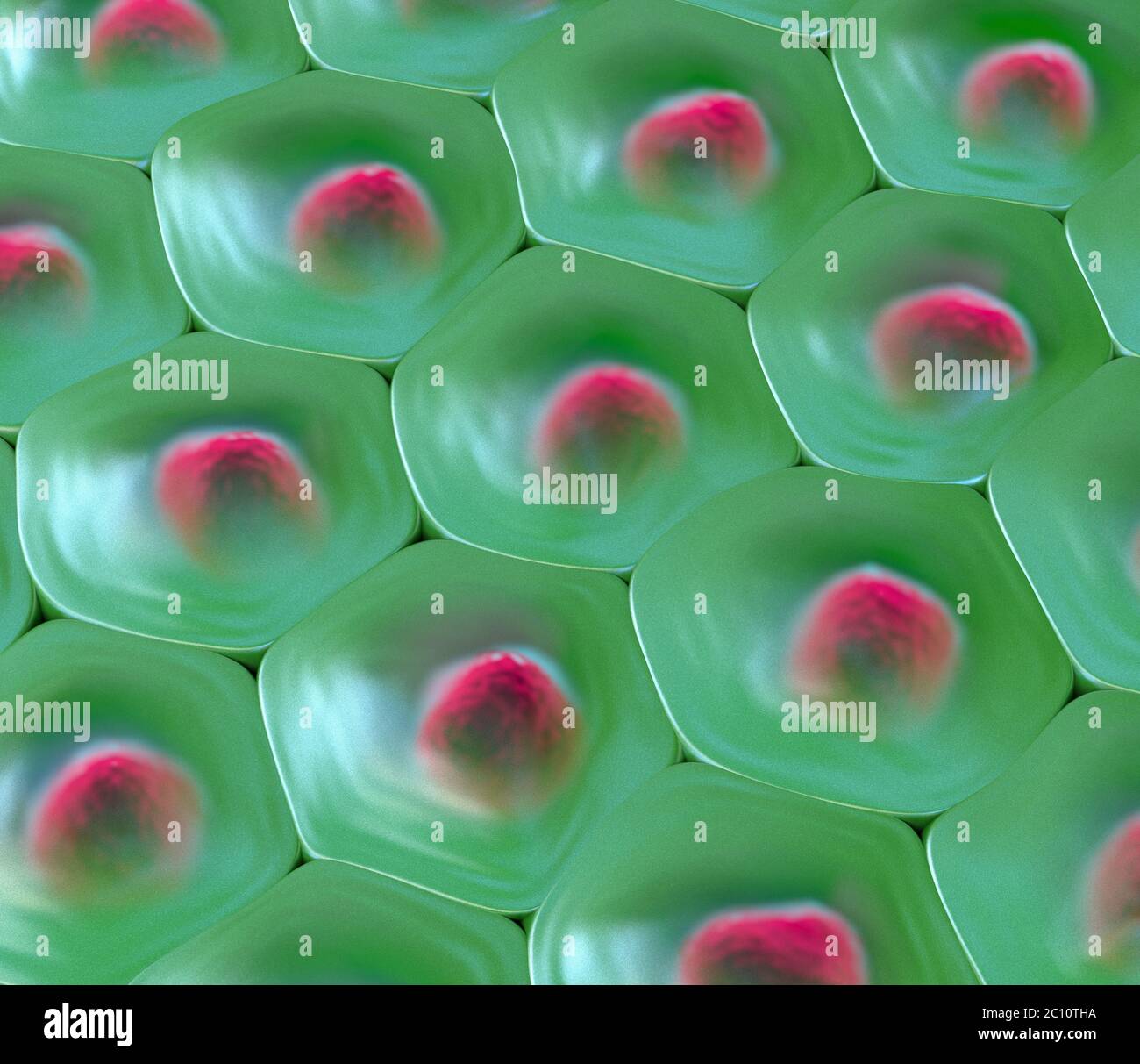 3d illustration d'une vue de dessus sur cellule verte avec noyau cellulaire rouge Banque D'Images