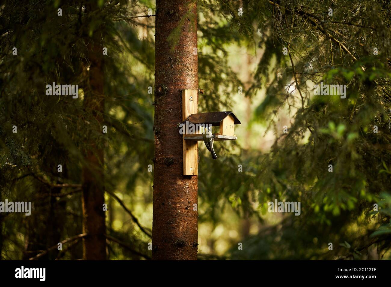 les oiseaux mangent le grain de la mangeoire dans la forêt d'été Banque D'Images