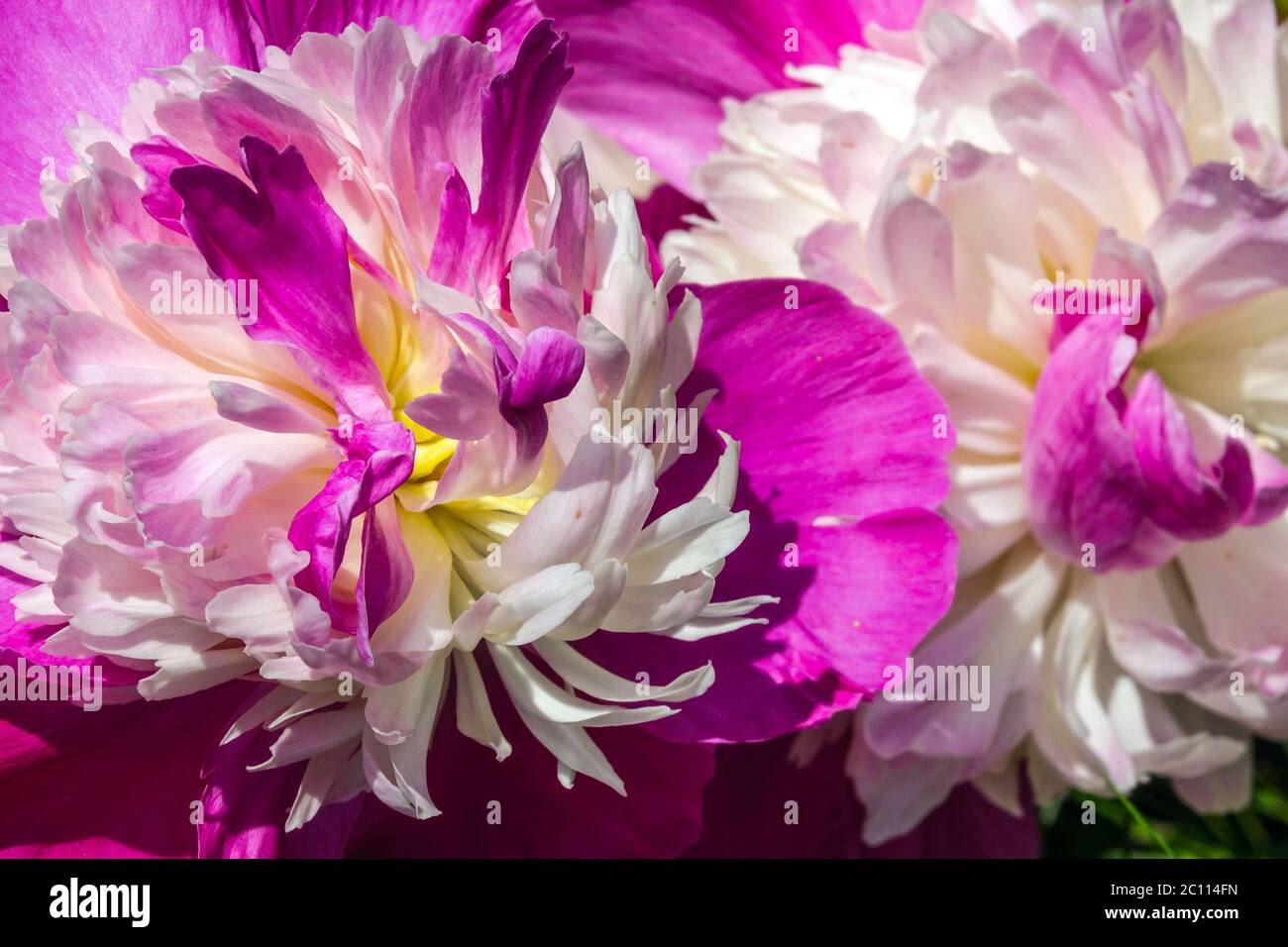Peony gay Paree pivoines en gros plan Banque D'Images