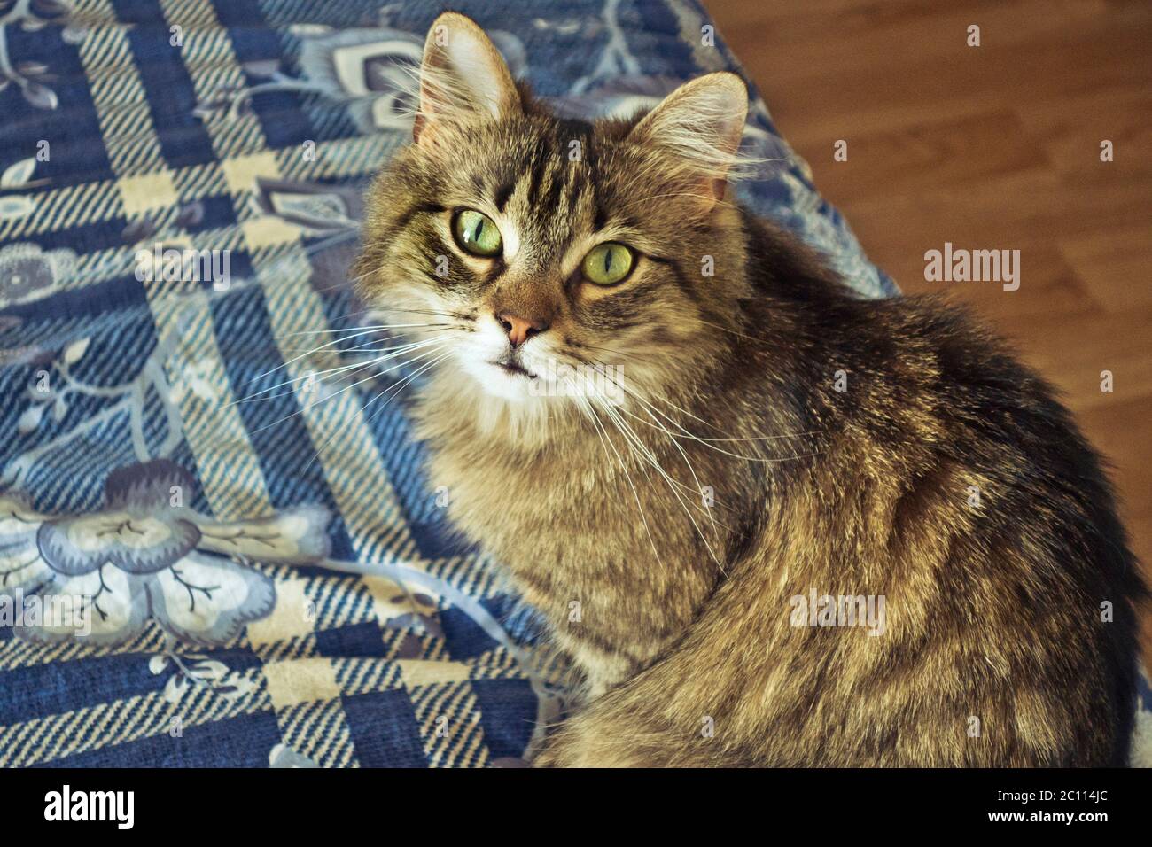 Portrait européen de chat court Banque D'Images