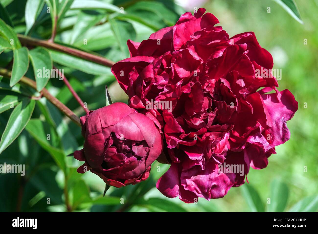 Bouton fleur en velours de Peony Crimson Banque D'Images