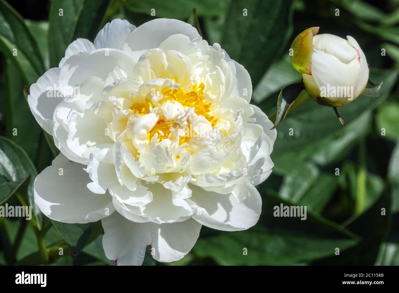 Pivoine blanche 'Ann cousins' les pivoines blanches ont une grande fleur et un bourgeon Banque D'Images