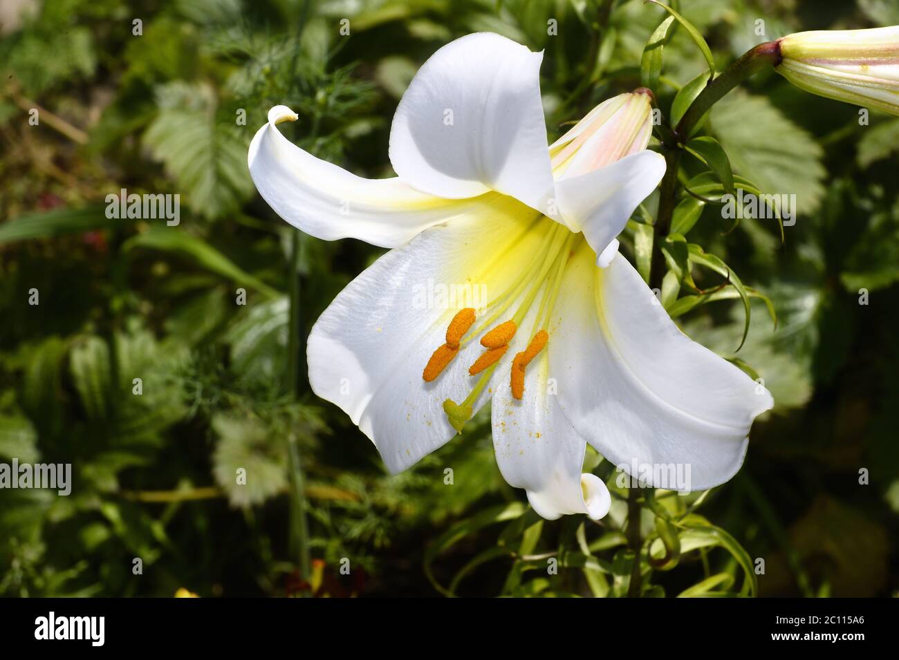 Nénuphar blanc décoratif dans le jardin en gros plan nénuphar blanc décoratif dans le jardin en gros plan Banque D'Images