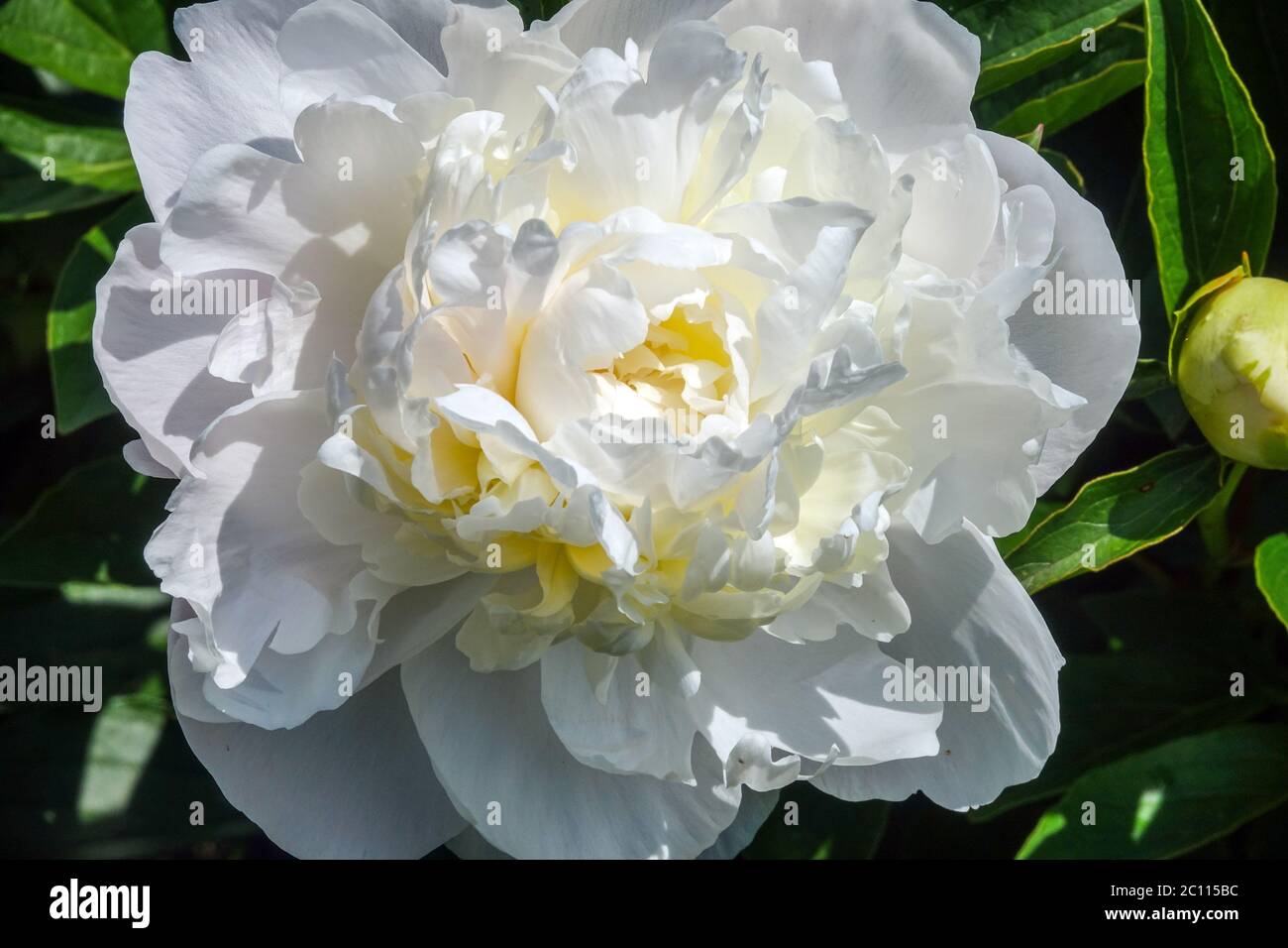 Fleur de paeonia de la pivoine blanche « Baroness Schroeder » Banque D'Images