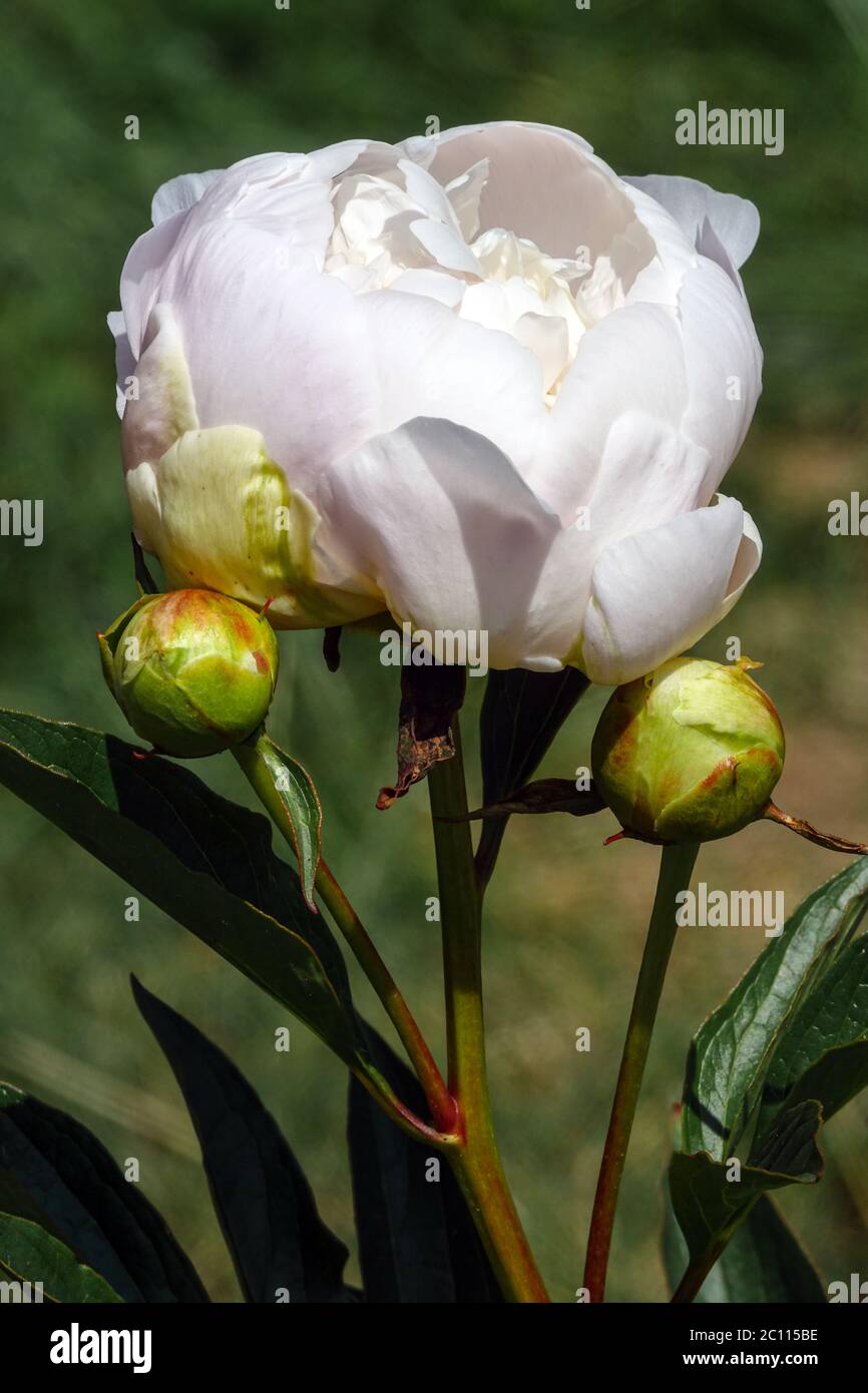 Pivoine blanche « Baroness Schroeder » Banque D'Images