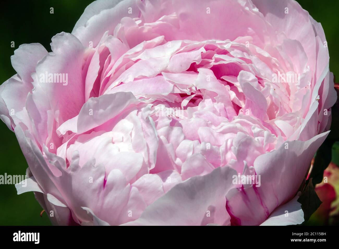 Pivoine 'Miss Eckhart' Rose clair fleur de pivoine Paeonia lactiflora Banque D'Images