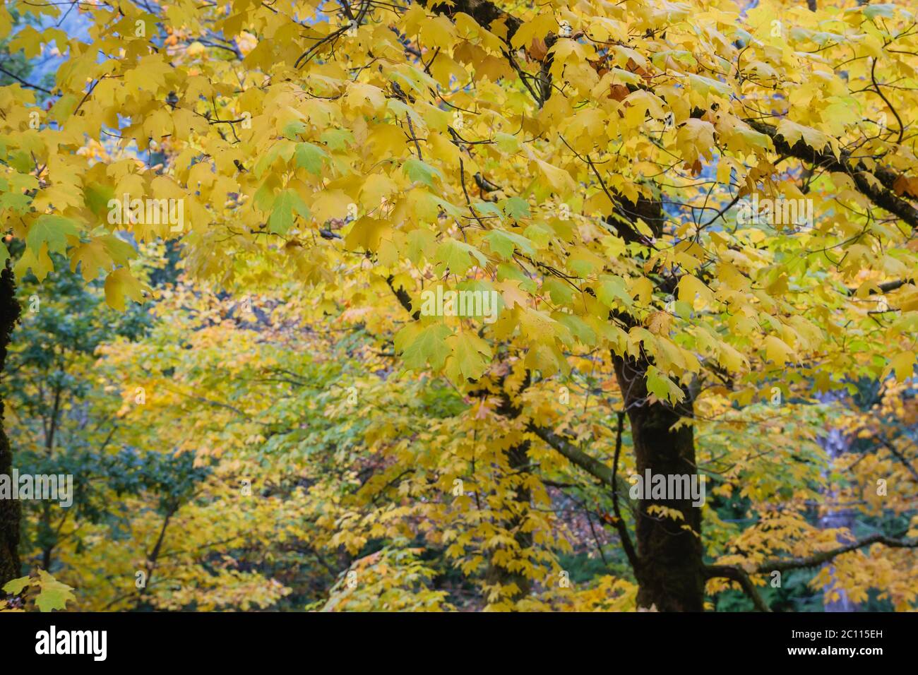 Érable avec feuillage jaune automnal Banque D'Images