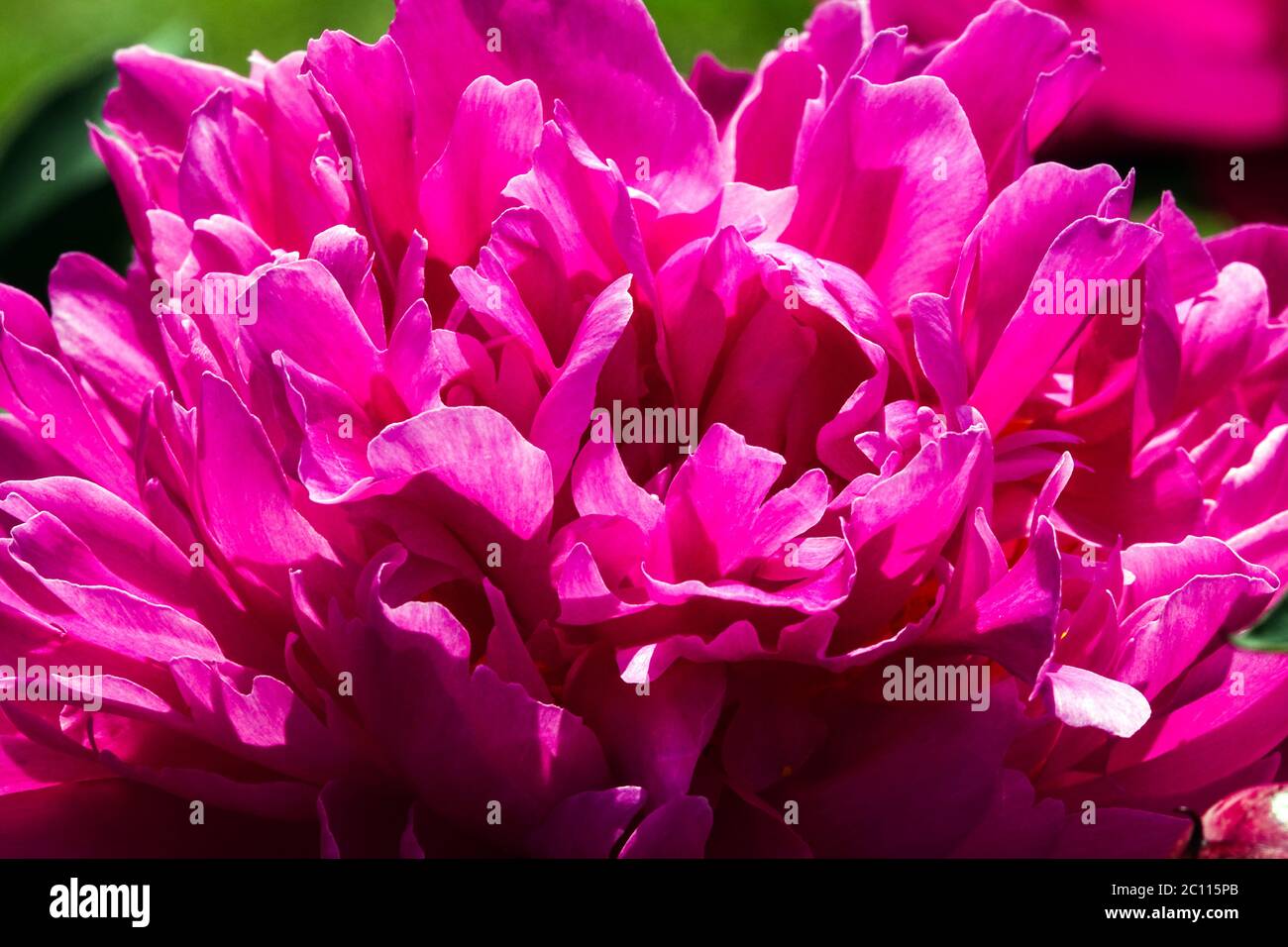 Peony est meilleur Banque D'Images
