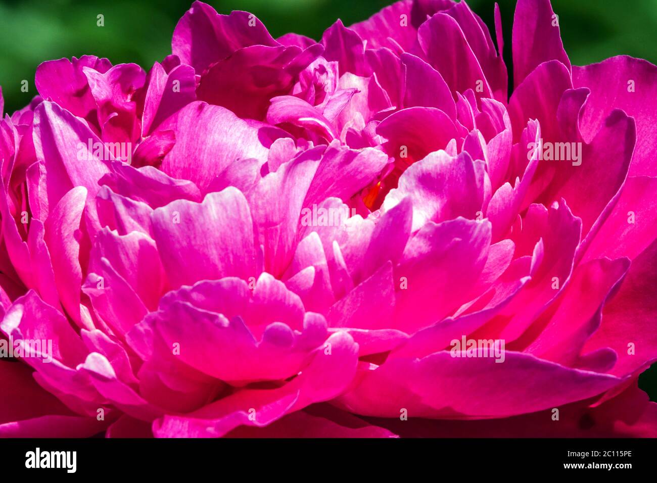 peony est meilleur Banque D'Images