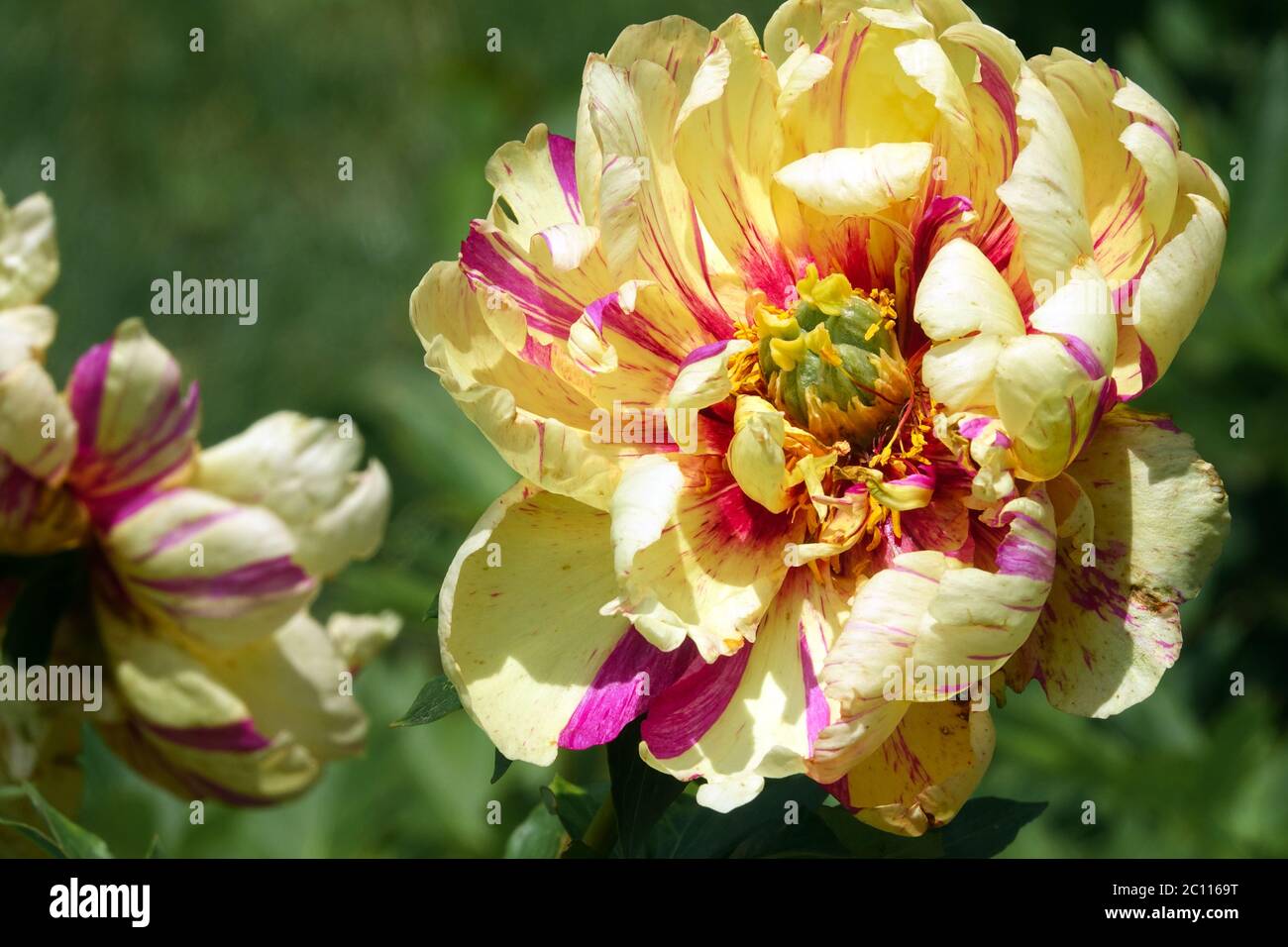 Pivoine 'Lollipop' intersectionnelle pivoine Itoh Banque D'Images