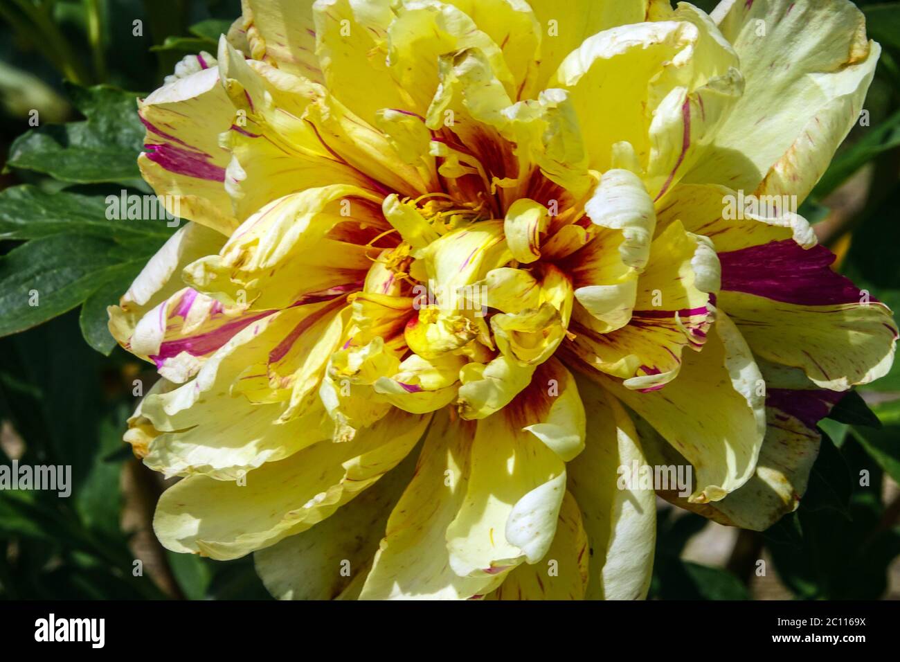 Pivoine Lollipop Banque D'Images