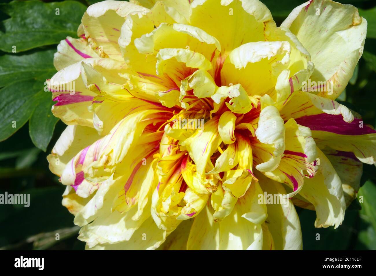 Peony Lollipop croise Peony Itoh Paeonia Banque D'Images