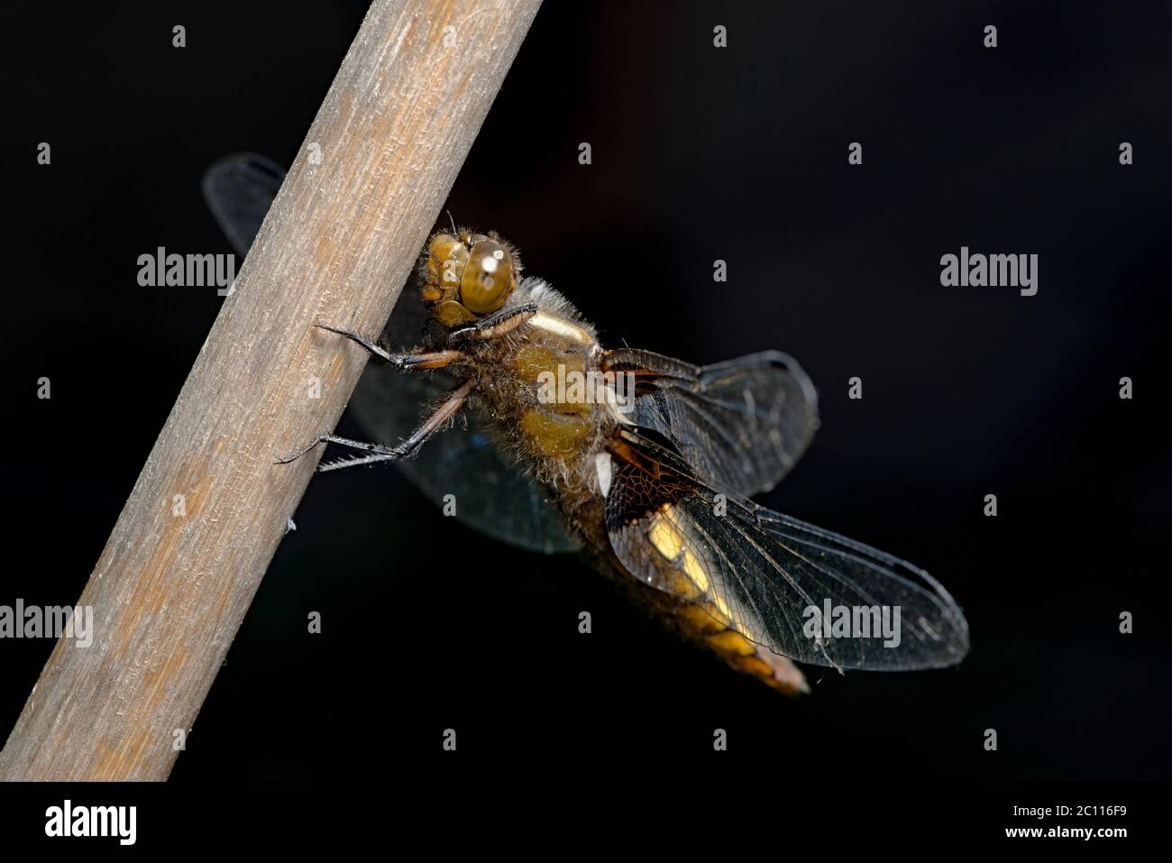 La libellule à tête large femelle se distingue sur le fond sombre avec la partie avant des jambes relevée. Visage et grand œil transparent clairement visibles. Banque D'Images