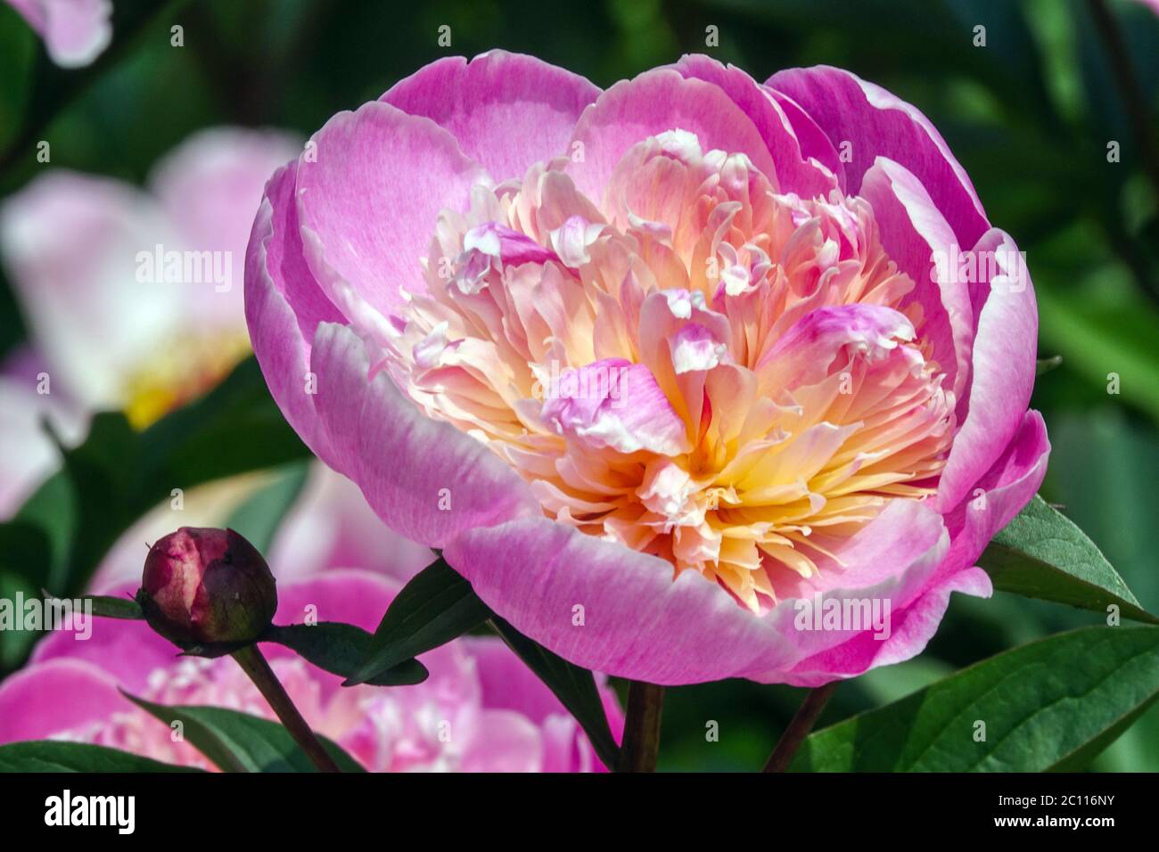 Bol de beauté de fleur de pivoine « Coquelin » Banque D'Images