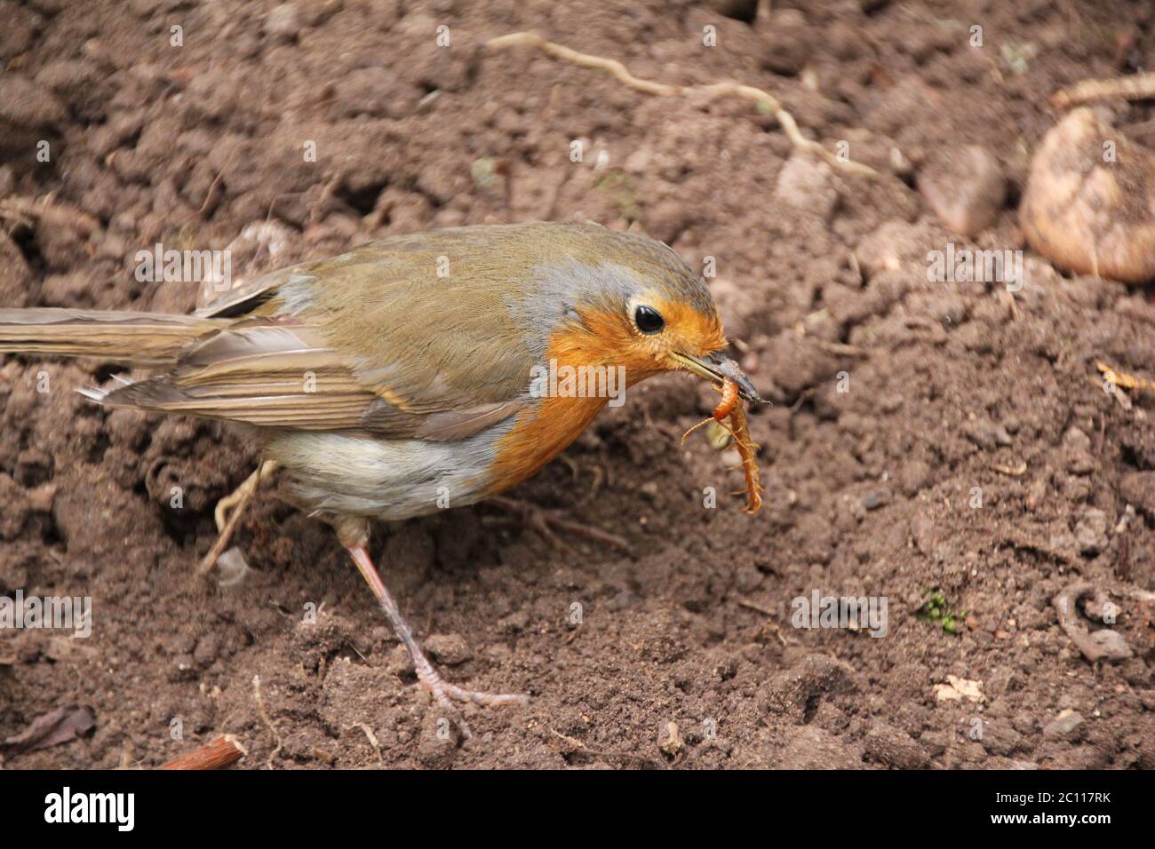 Robin avec ver Banque D'Images