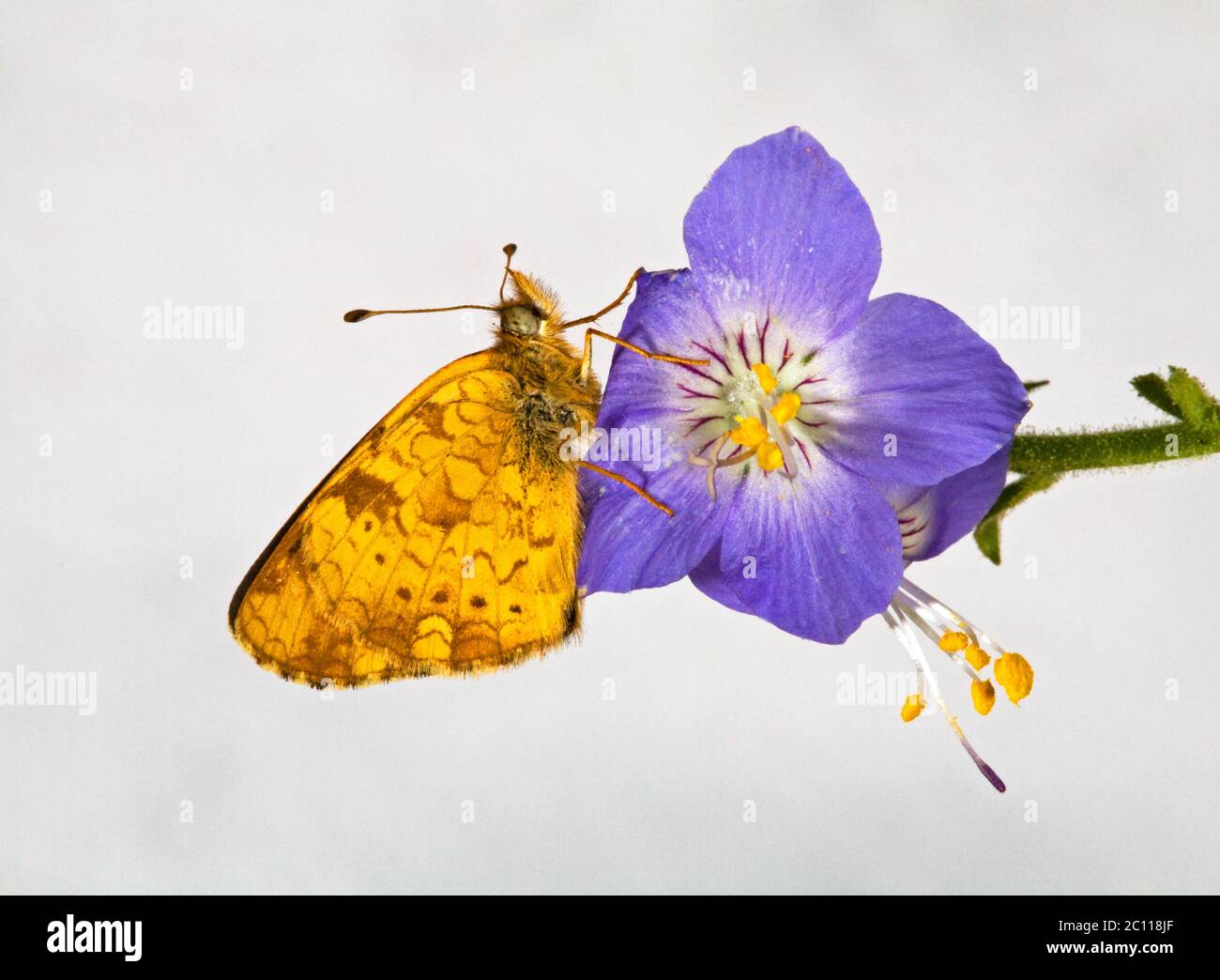 Portrait d'un papillon de champ croissant, Phyciodes pulchella, à la recherche de nectar sur une fleur sauvage dans les montagnes de Cascade de l'Oregon, dans le centre de l'Oregon, Banque D'Images