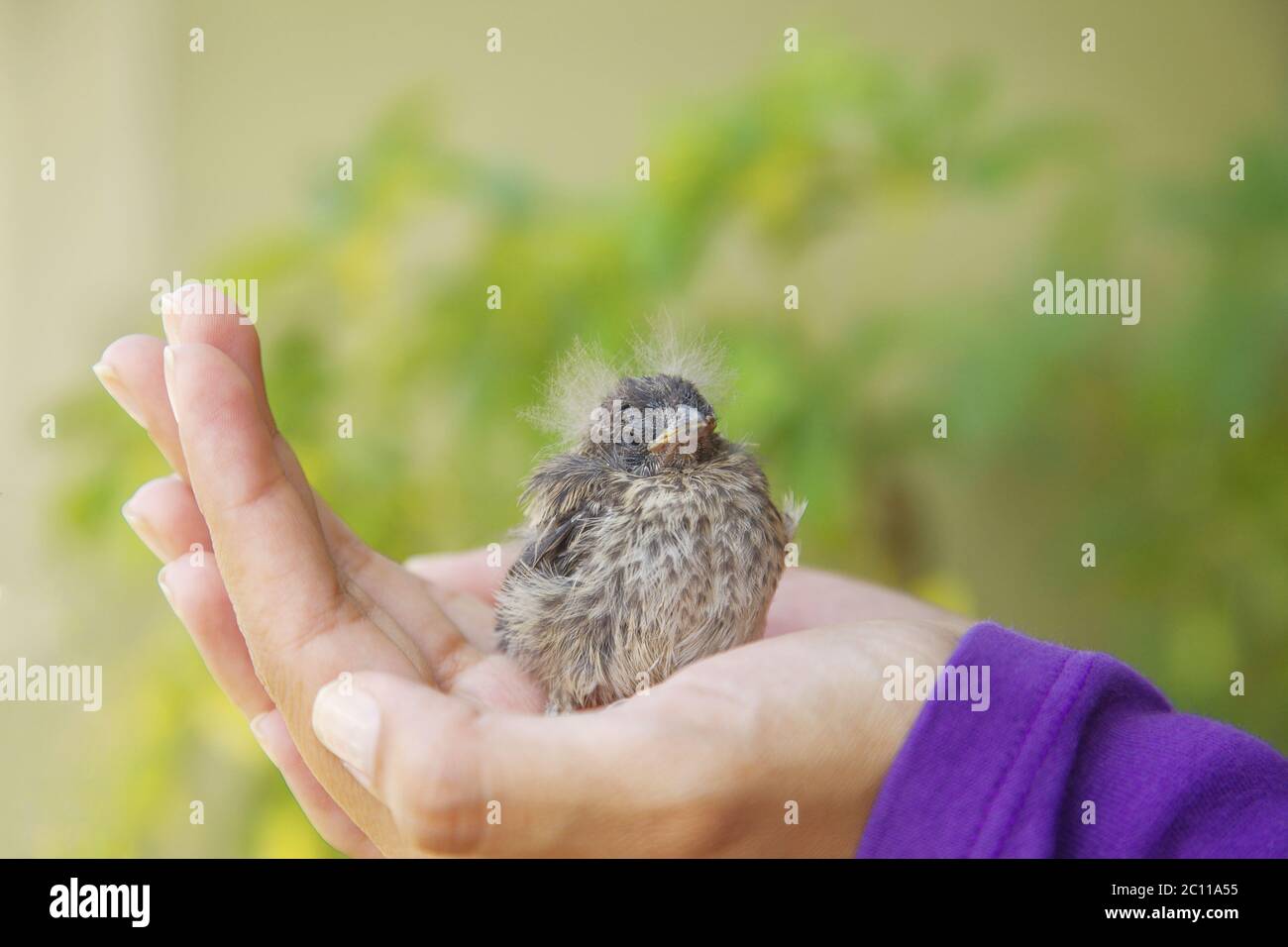 Petit oiseau se reposant dans la main de la jeune fille Banque D'Images