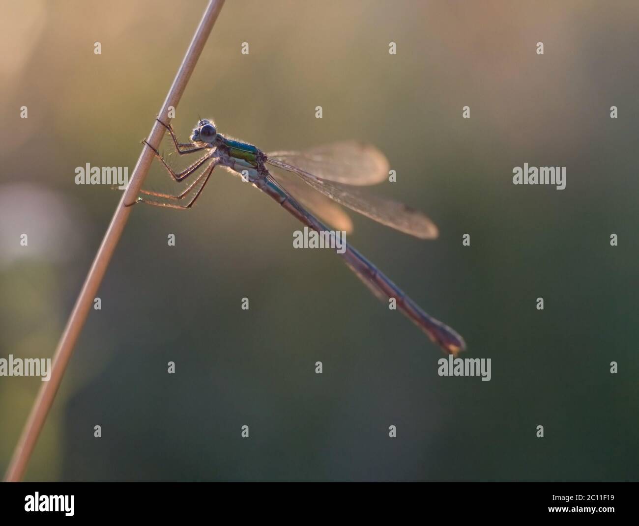 Dragonfly assis sur une plante au coucher du soleil Banque D'Images