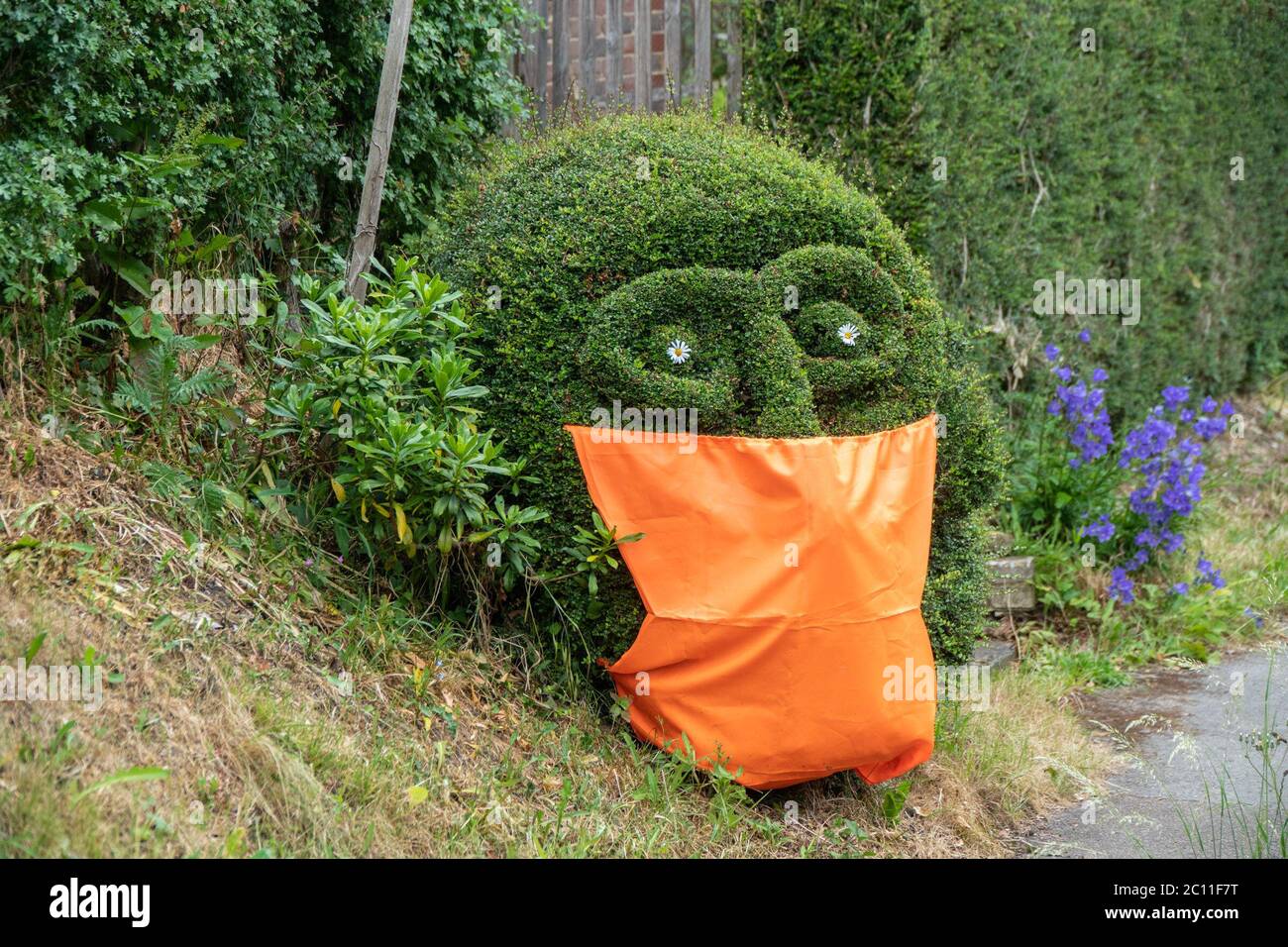 Eldon, Essex, Royaume-Uni. 12 juin 2020. Un jardinier d'Essex vous rappelle rapidement qu'il est obligatoire pour les passagers de porter des revêtements faciaux lorsqu'ils utilisent les transports publics en Angleterre à partir du 15 juin. Photographie de topiaire topique dans un jardin à Eldon, Essex. Crédit : Mark Bourdillon/Alay Live News Banque D'Images