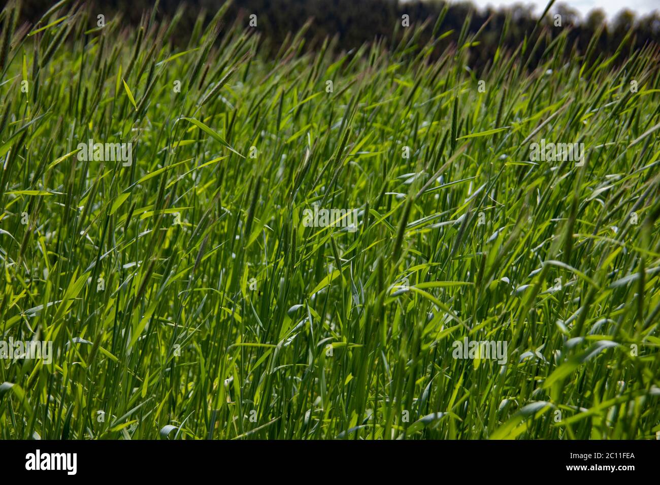 champ de blé jeune en été sur le terrain Banque D'Images