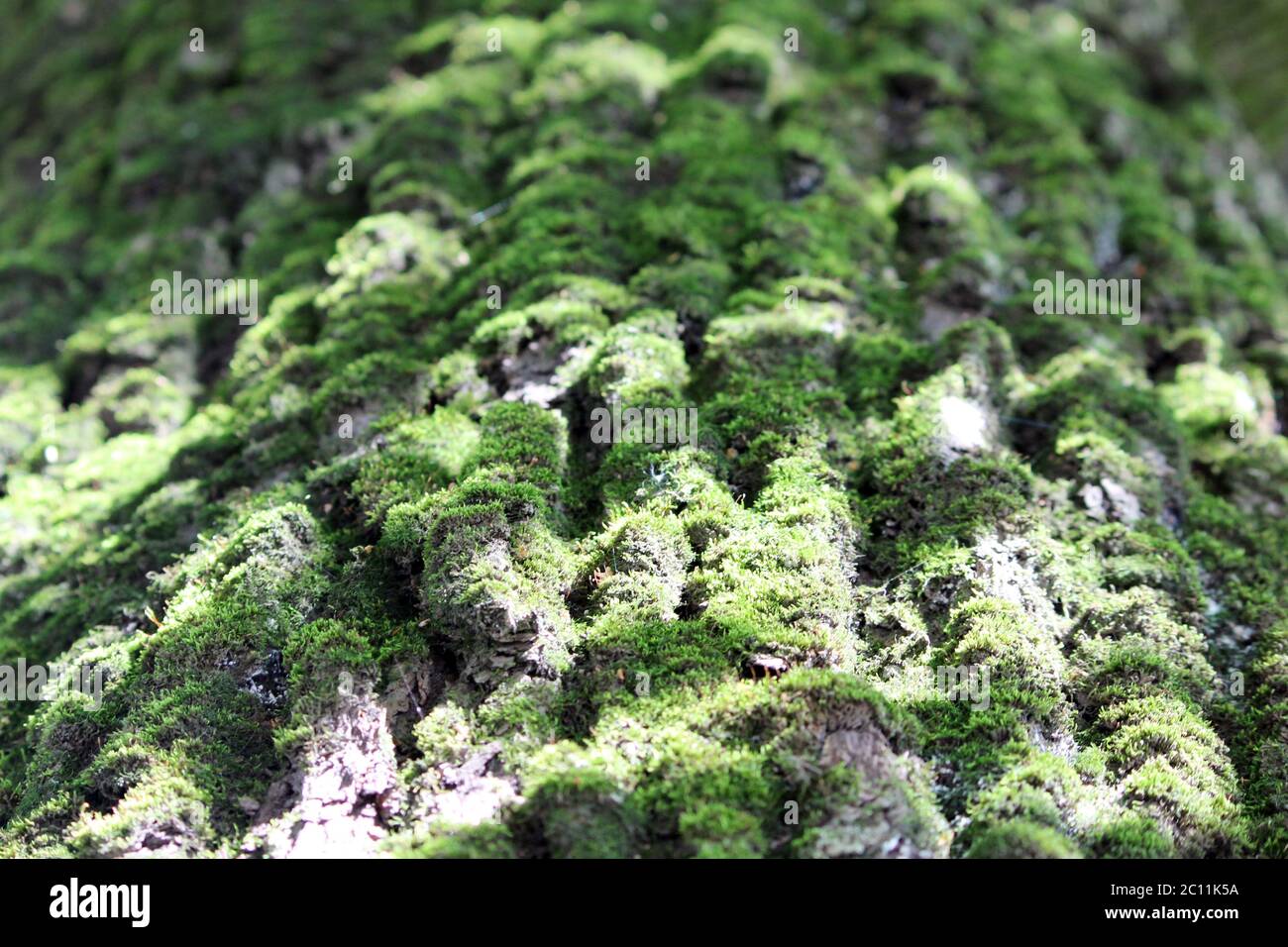 Écorce de mousse d'un vieux chêne, formant un beau motif. La mousse de vert sauvage pousse dans la forêt. Abstrait nature surface bac Banque D'Images