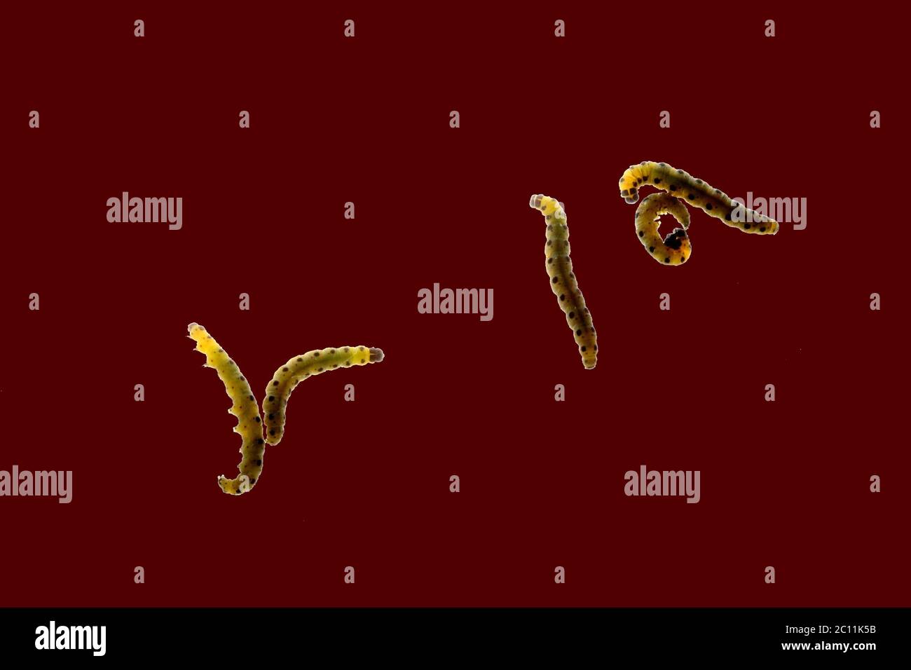 Chenilles pyrale Banque D'Images