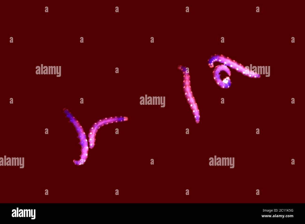 Chenilles pyrale Banque D'Images