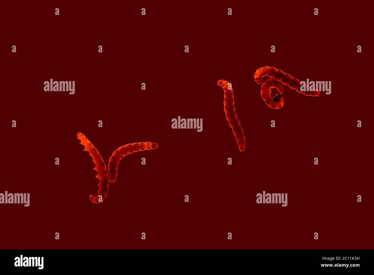 Chenilles pyrale Banque D'Images